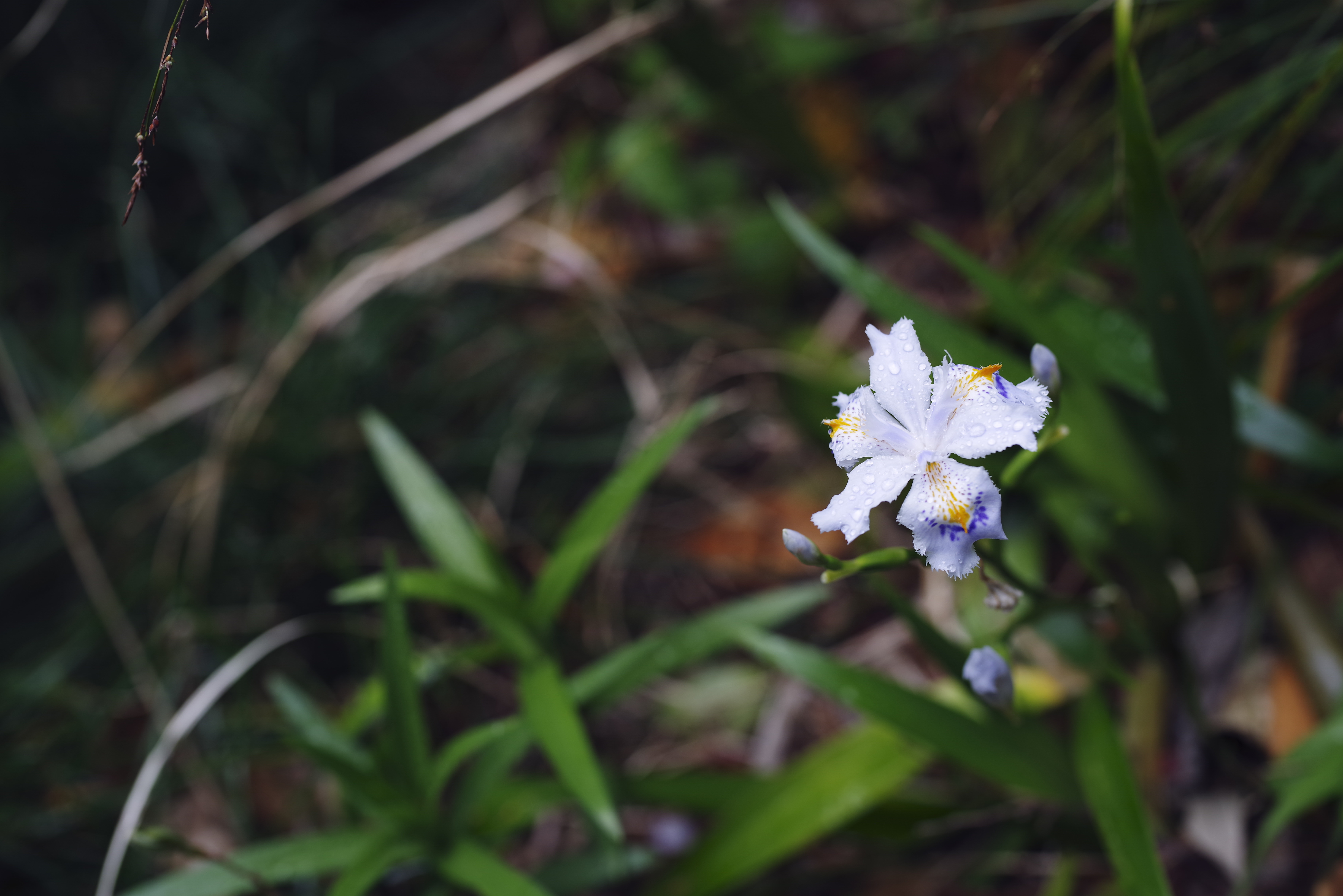 雨に濡れるシャガの花の写真素材 ぱくたそ