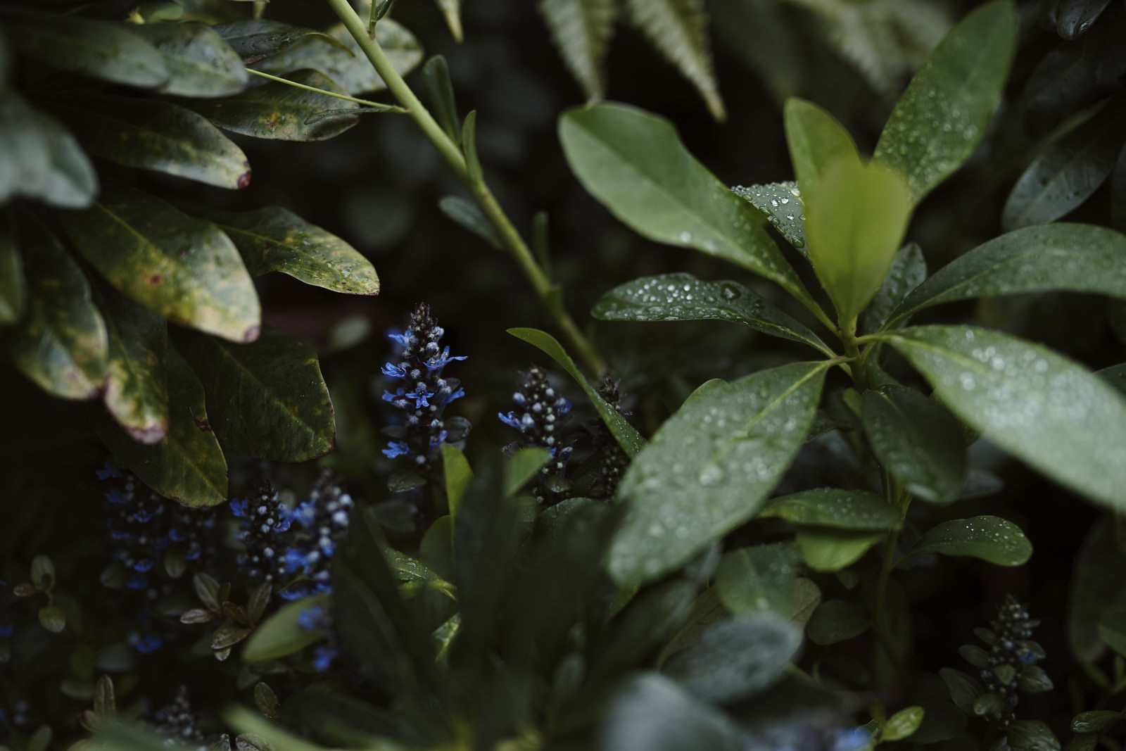 雨上がりの観葉植物の写真を無料ダウンロード フリー素材 ぱくたそ 雨上がりの観葉植物の写真を無料ダウンロード フリー素材 ぱくたそ
