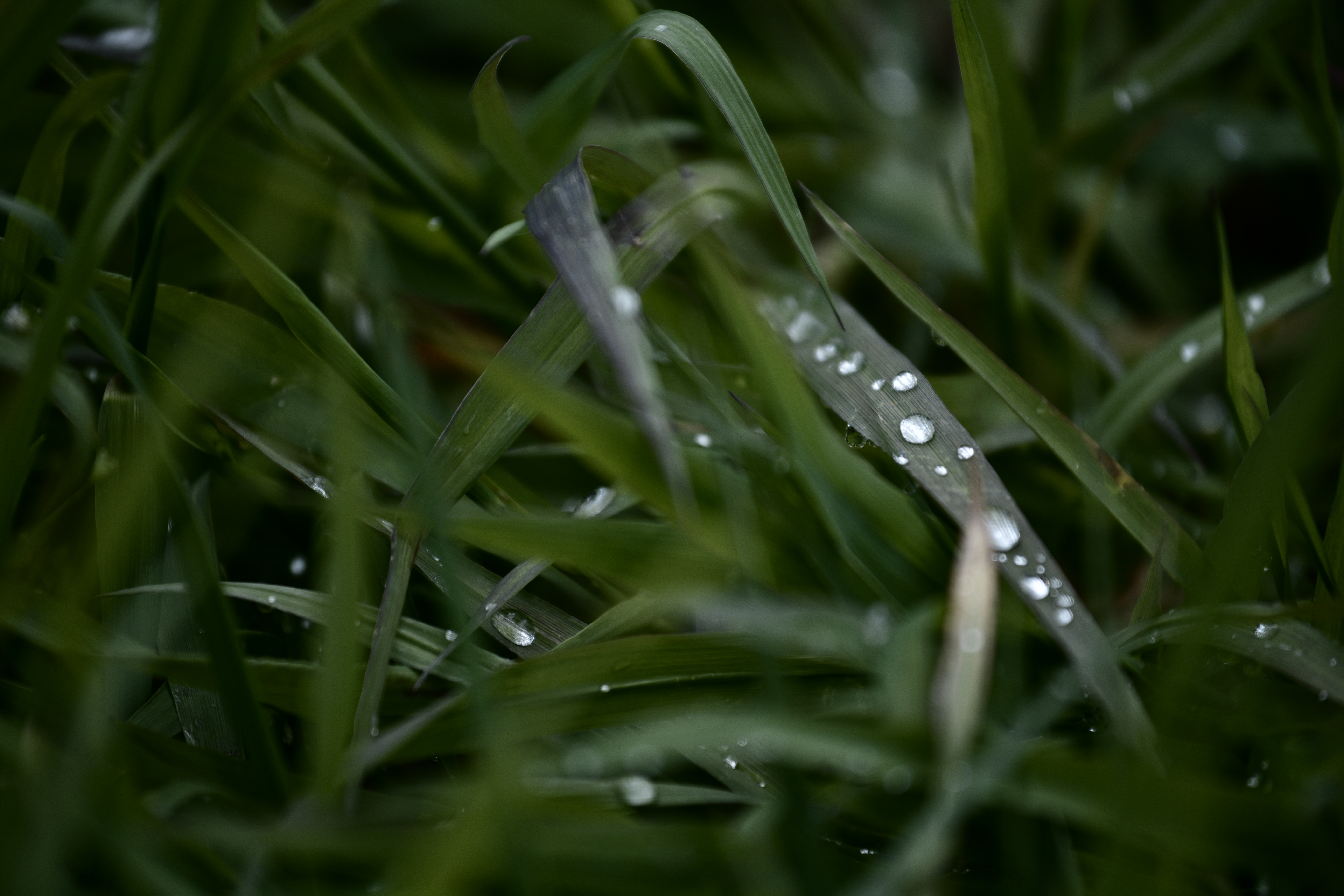 きらりと光る草の上の水滴の写真を無料ダウンロード フリー素材 ぱくたそ きらりと光る草の上の水滴の写真を無料ダウンロード フリー素材 ぱくたそ