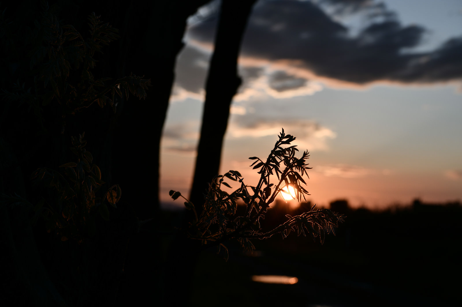 「夕日をつかむ新芽 | フリー素材のぱくたそ」の写真