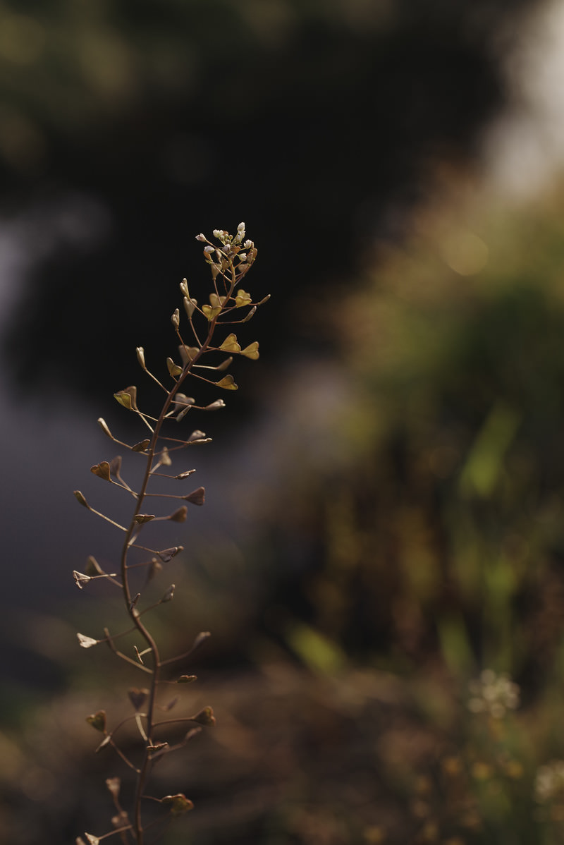 枯れゆくナズナの写真素材 ぱくたそ
