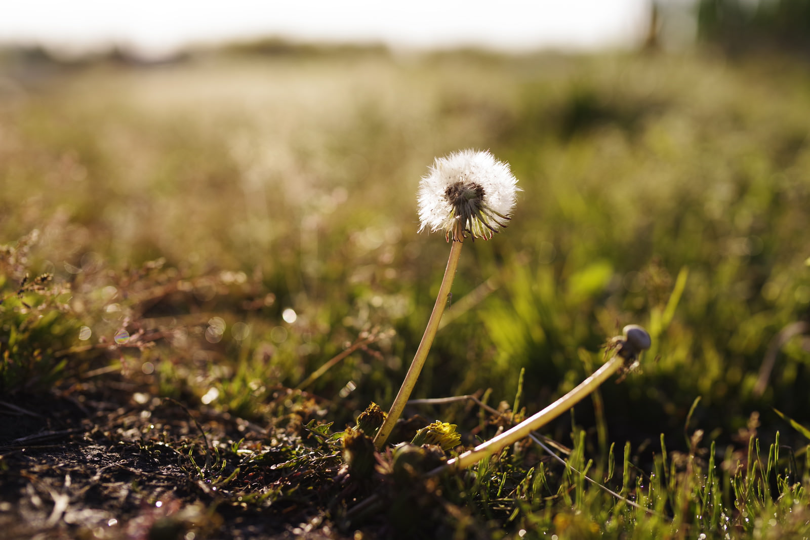 たんぽぽと綿毛様　おまとめ割　フォロー割　専用です。 たんぽぽと綿毛様 おまとめ割 フォロー割 専用です。