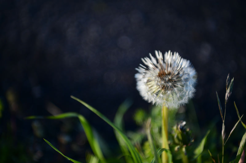 たんぽぽ　 タンポポ｜おおきくなあれ｜大日本図書