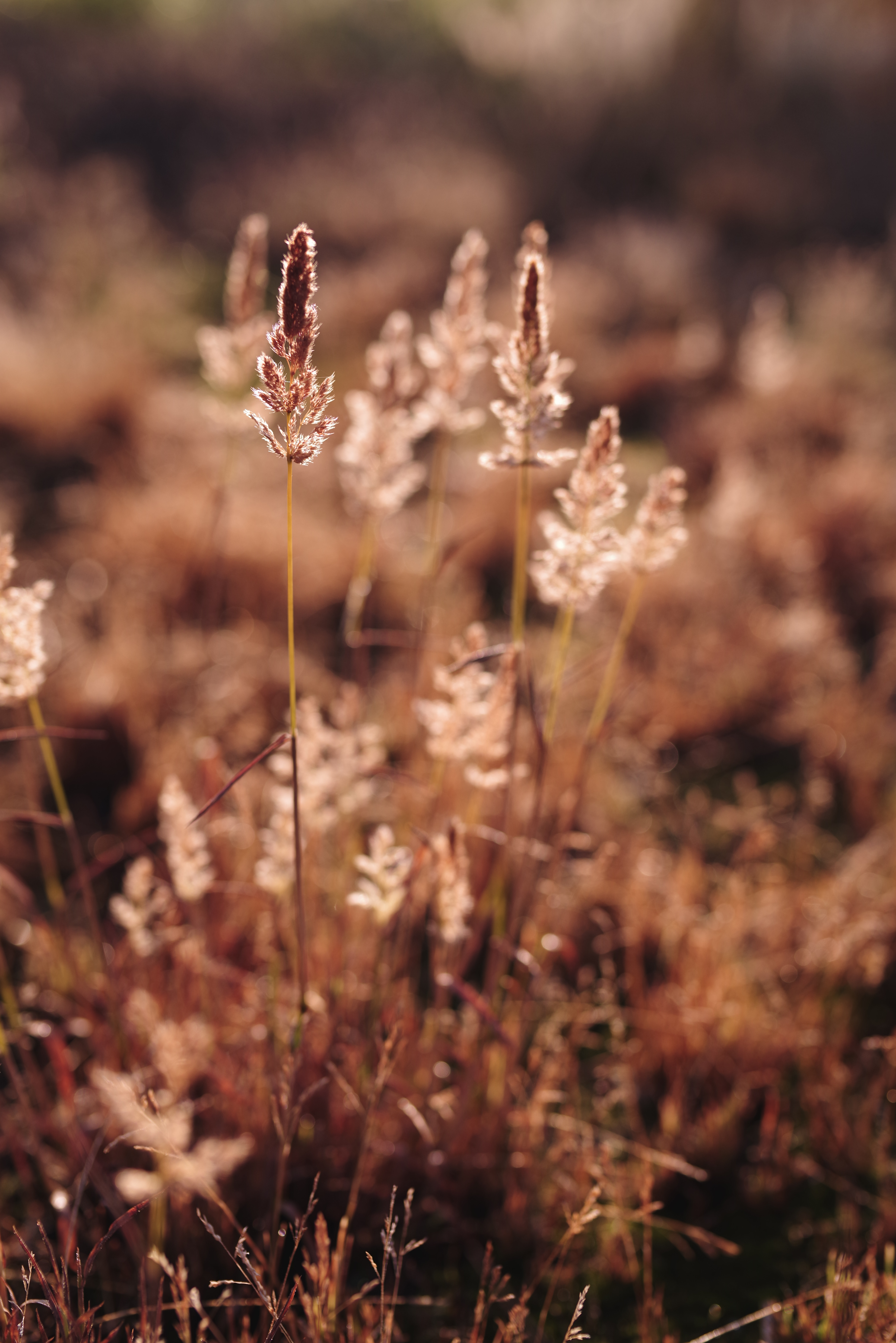 朝日に染まる猫じゃらしの写真素材 ぱくたそ
