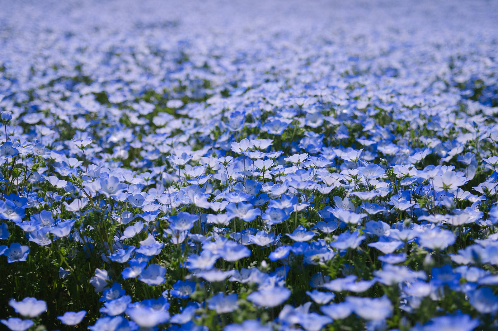 一面のネモフィラの花の写真素材 ぱくたそ