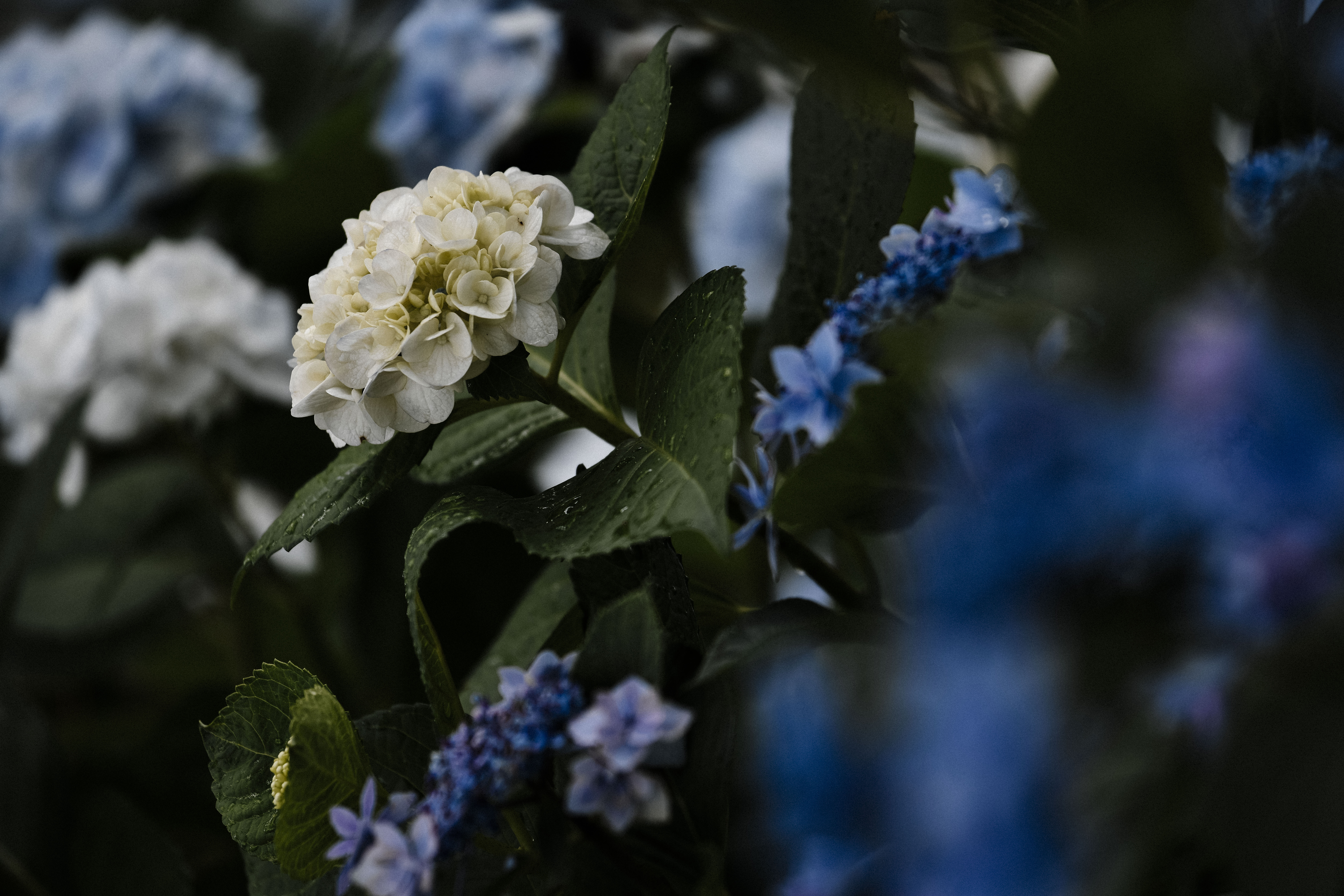 雨上がりの紫陽花の写真素材 ぱくたそ