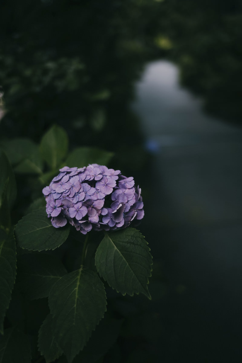 「道端に浮かび上がるように咲いたアジサイ」の写真