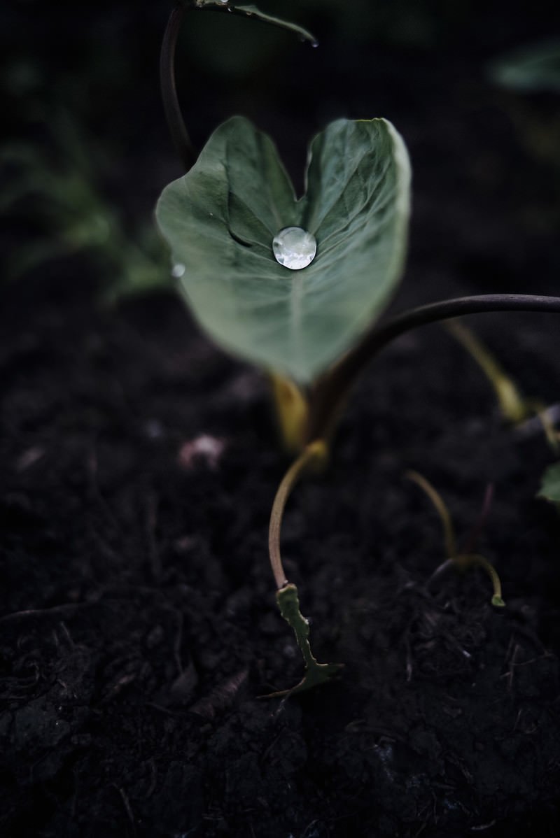 「里芋の葉に溜められた真珠のような水滴」の写真