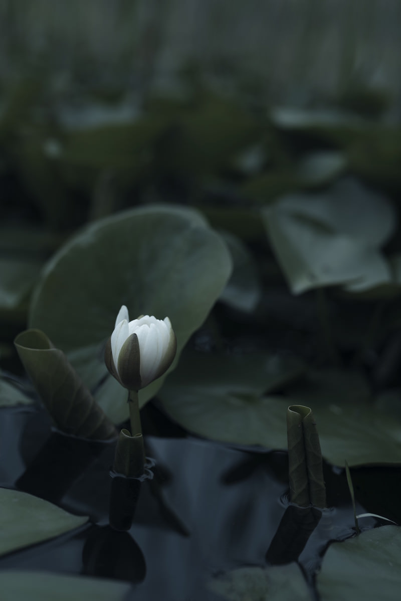 「しっとりと浮かび上がるハスのつぼみ | フリー素材のぱくたそ」の写真