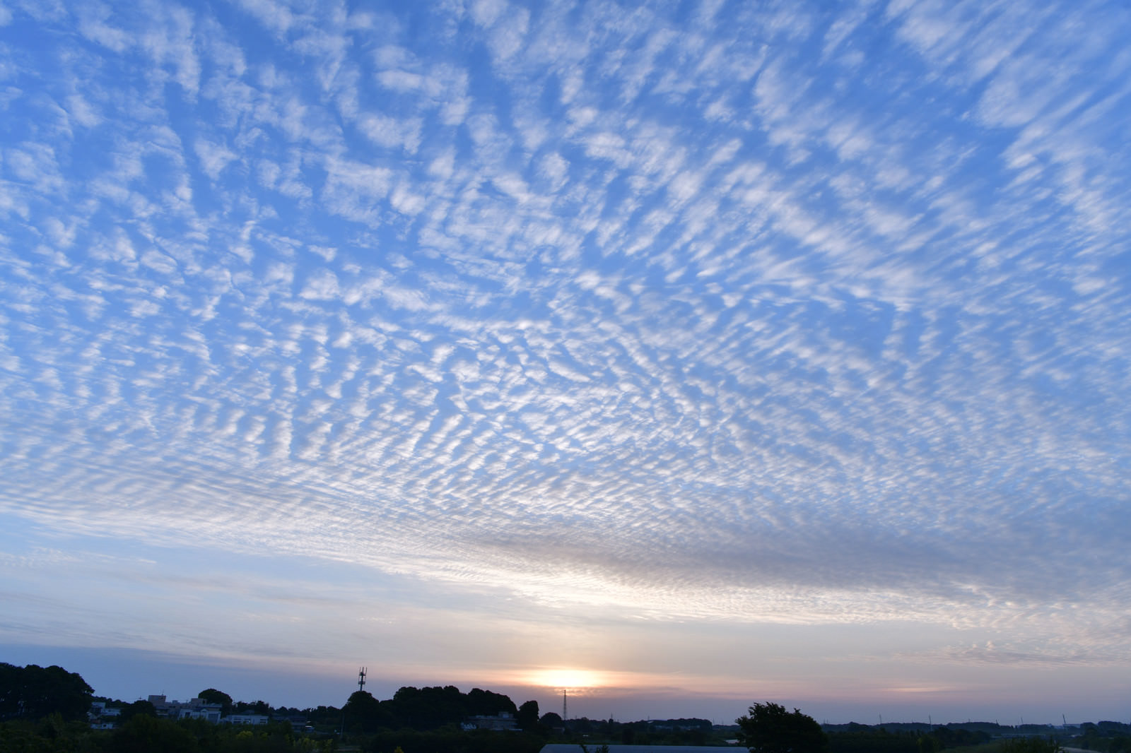 「太陽に照らされるうろこ雲 | フリー素材のぱくたそ」の写真