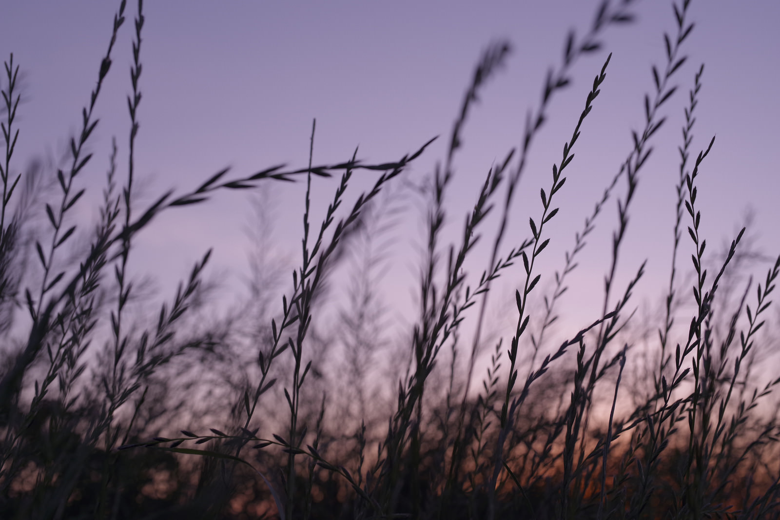 「紫の空と麦のような草」の写真