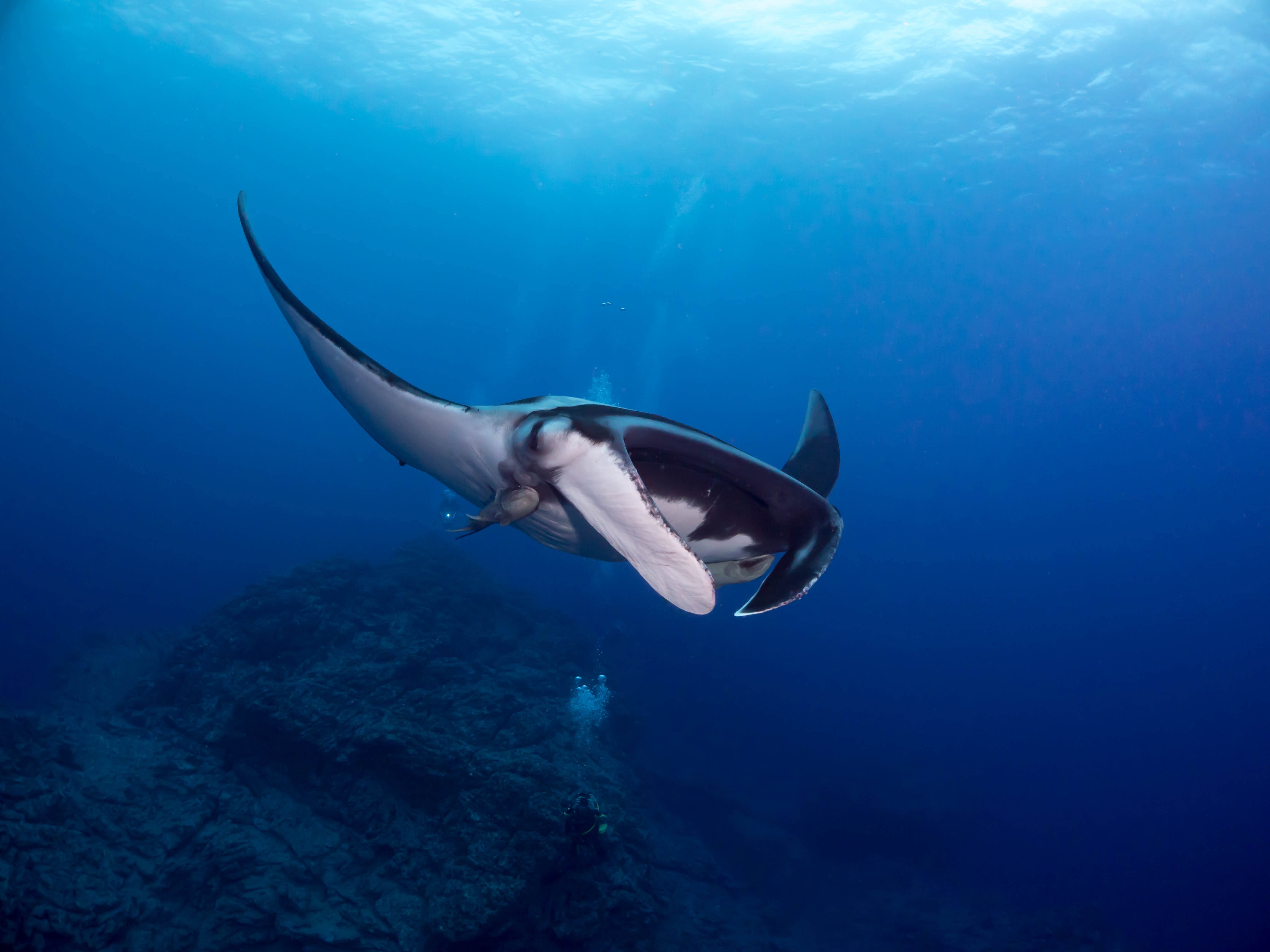 コバンザメを引き連れたマンタの写真素材 ぱくたそ