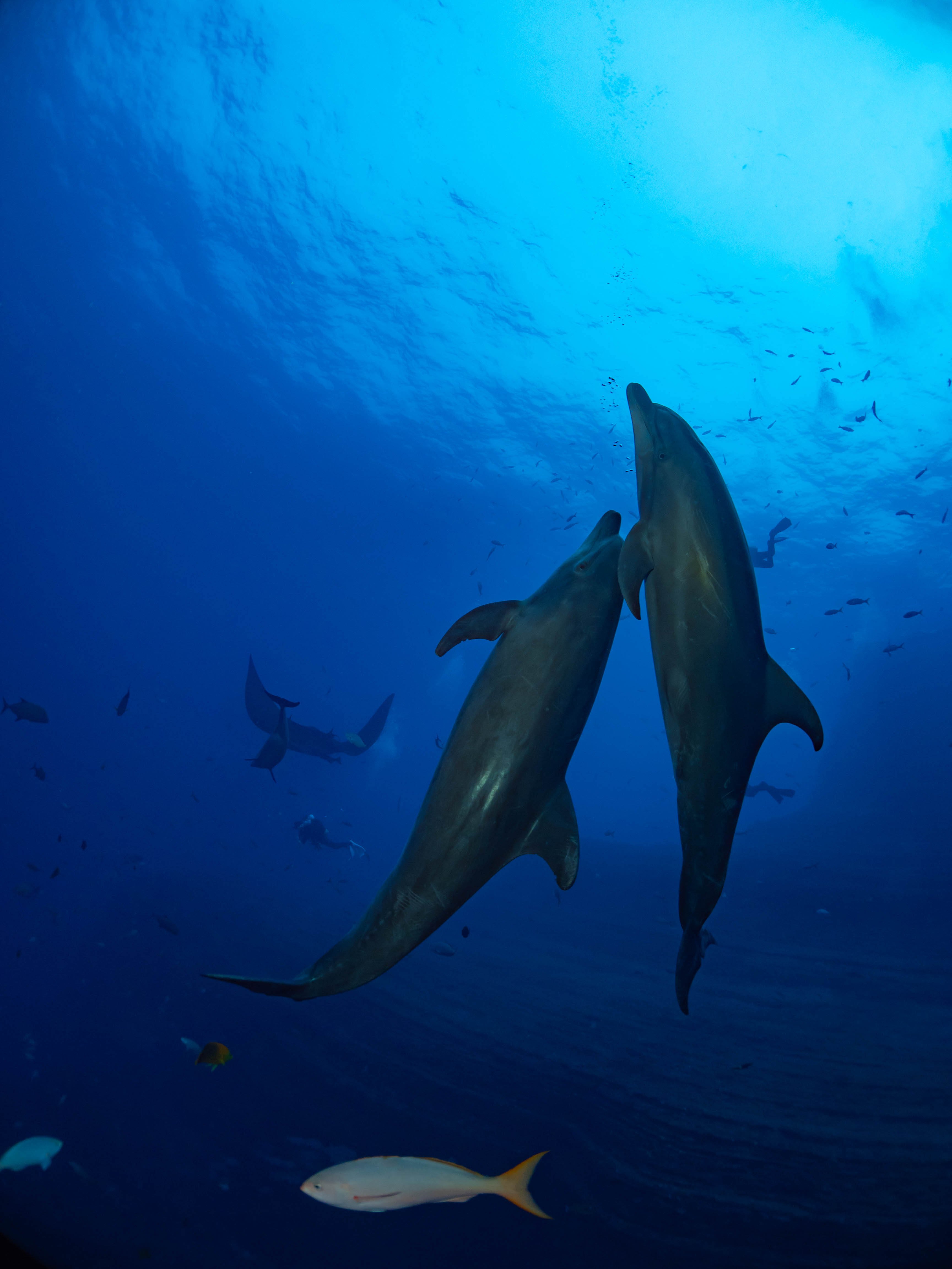 海の中を寄り添い泳ぐ2頭のイルカと魚達の写真素材 ぱくたそ