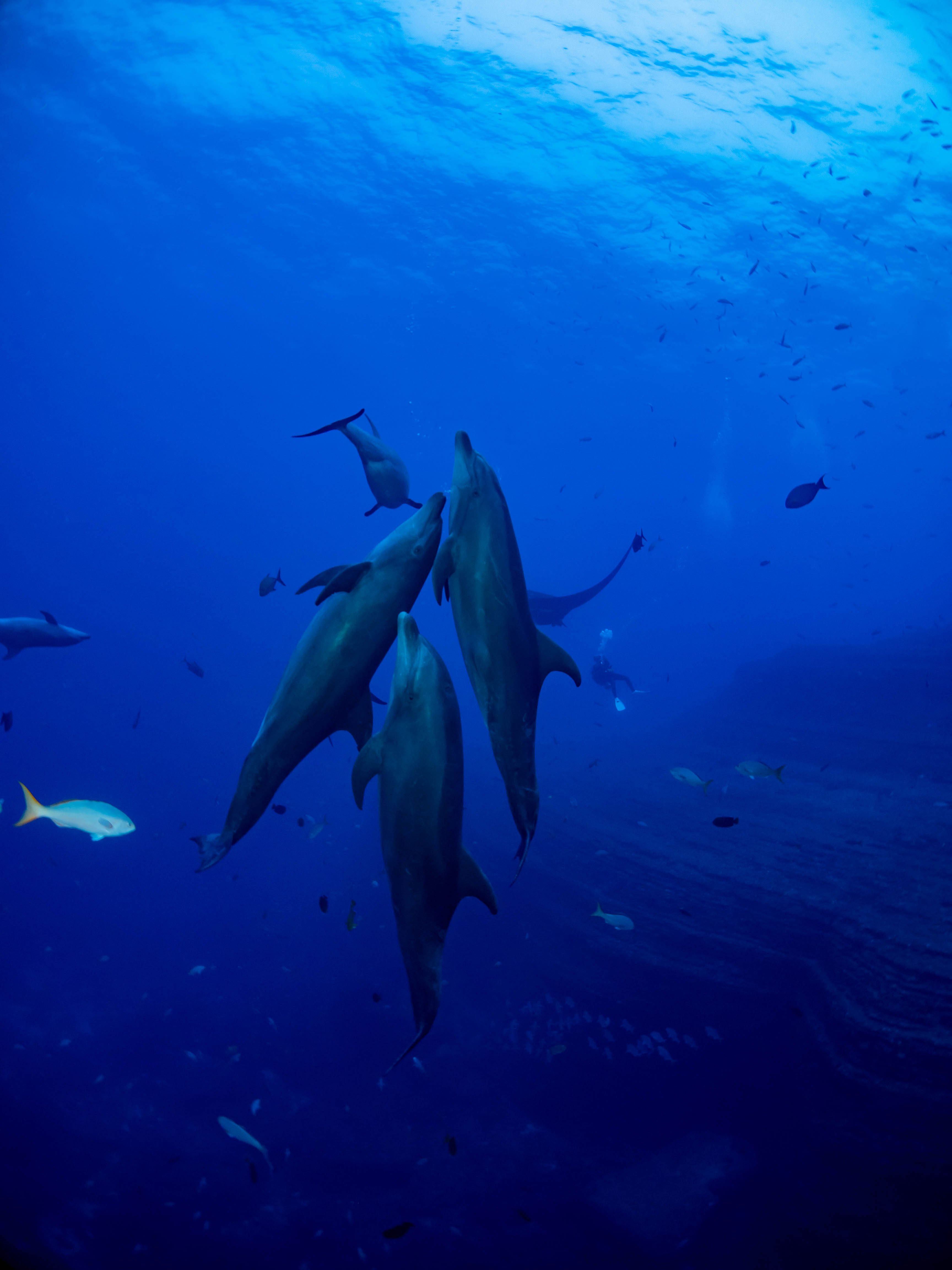 寄り添うイルカの群れと魚の群れの写真素材 ぱくたそ