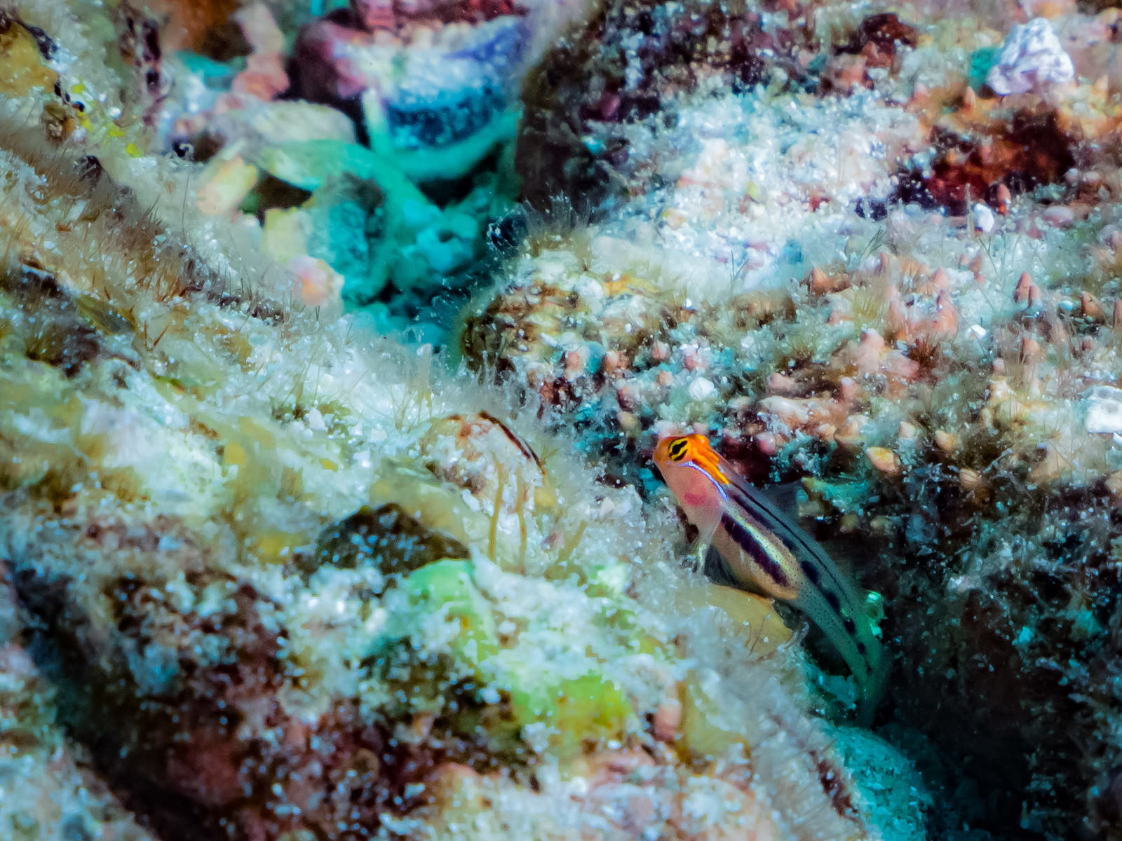 「海中の岩間に潜むレッドヘッドゴビー | フリー素材のぱくたそ」の写真