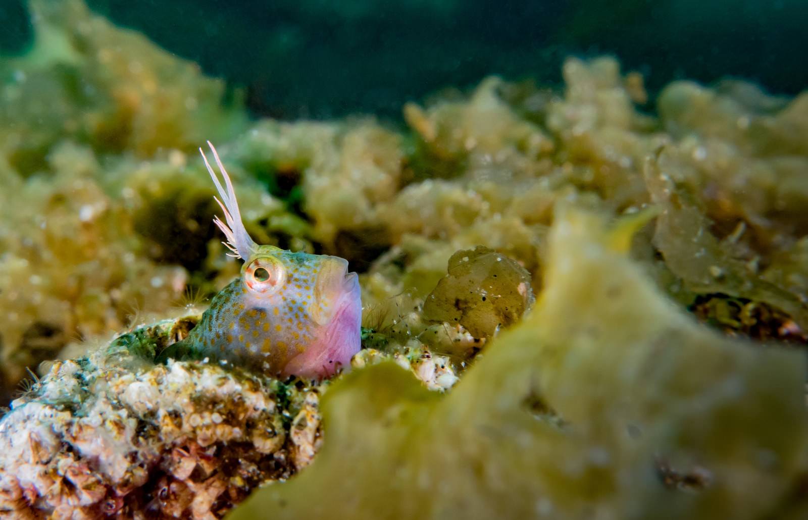 飼っていた熱帯魚が死んでしまったら どうする トロピカ 飼っていた熱帯魚が死んでしまったら どうする トロピカ