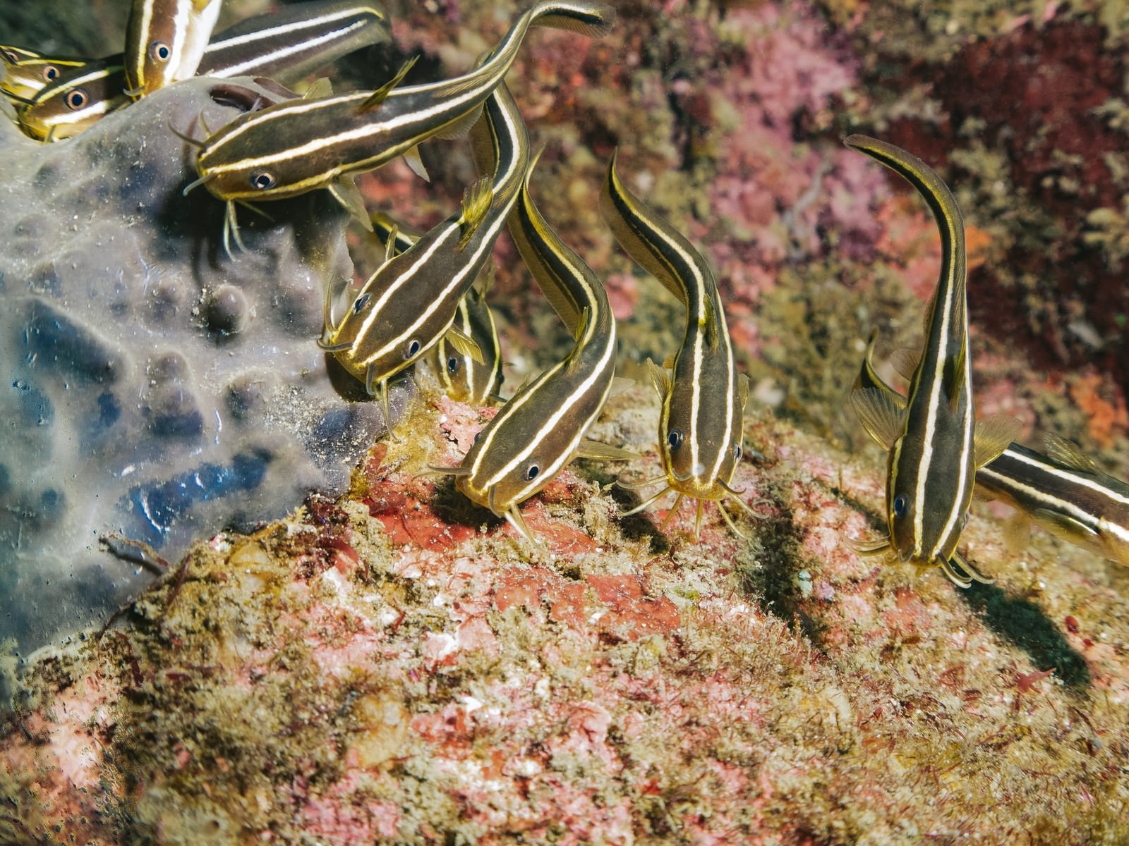 ナマズ目の海水魚 ゴンズイ の写真 画像 フリー素材 ぱくたそ