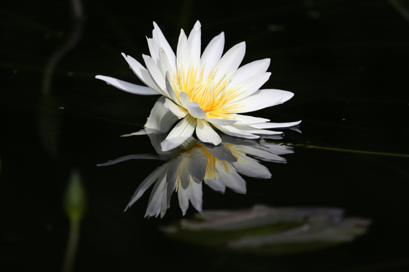 「水面に咲く蓮の花」の写真