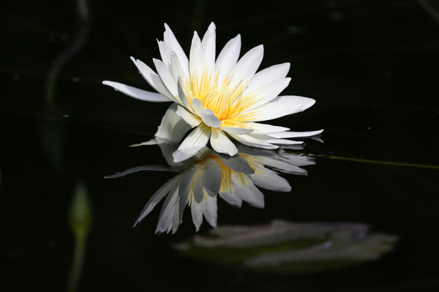 水面に咲く蓮の花の無料の写真素材 フリー素材 をダウンロード ぱくたそ