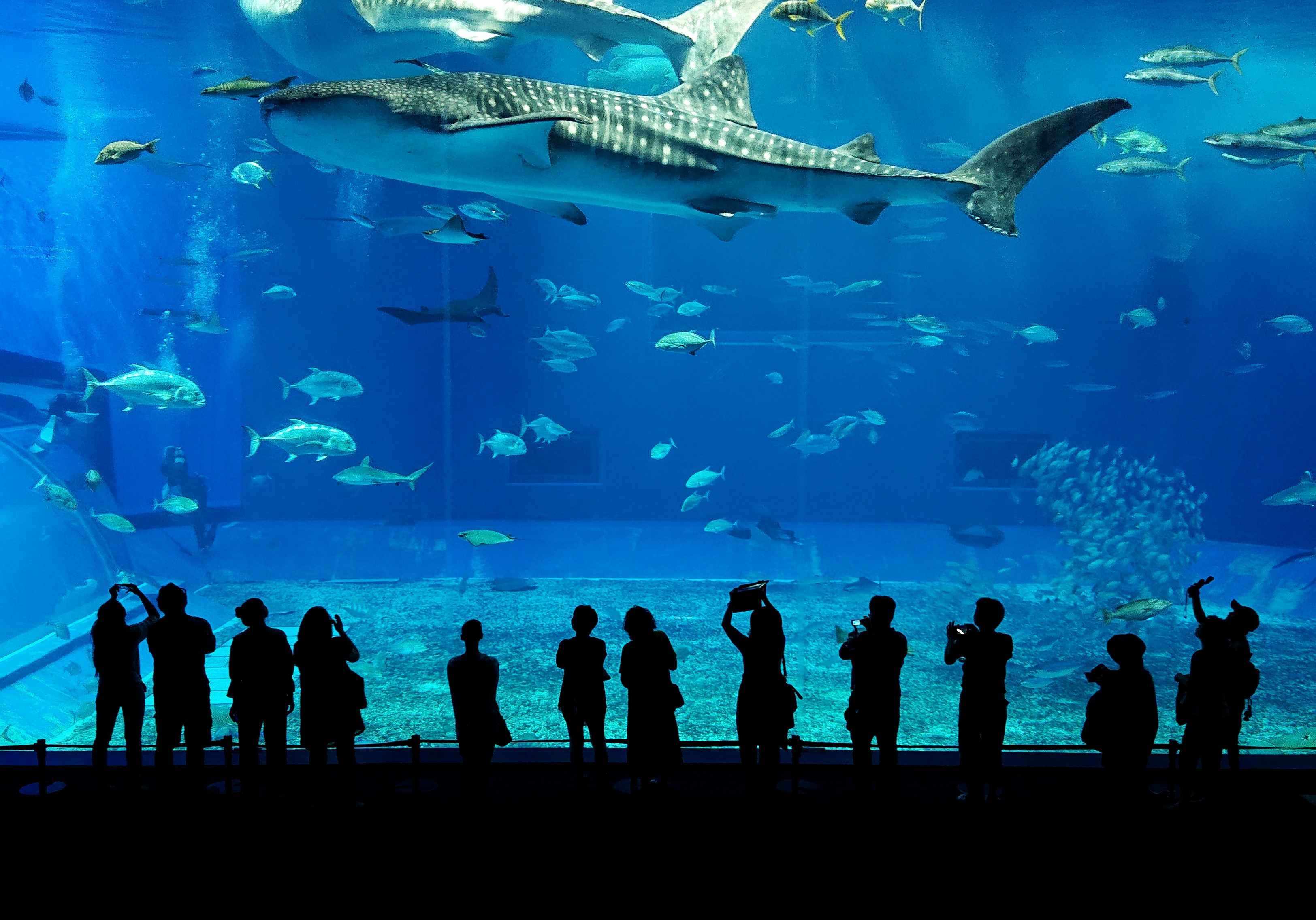 大きな水槽の中を泳ぐジンベエザメの写真を無料ダウンロード フリー素材 ぱくたそ 大きな水槽の中を泳ぐジンベエザメの写真を無料ダウンロード フリー素材 ぱくたそ