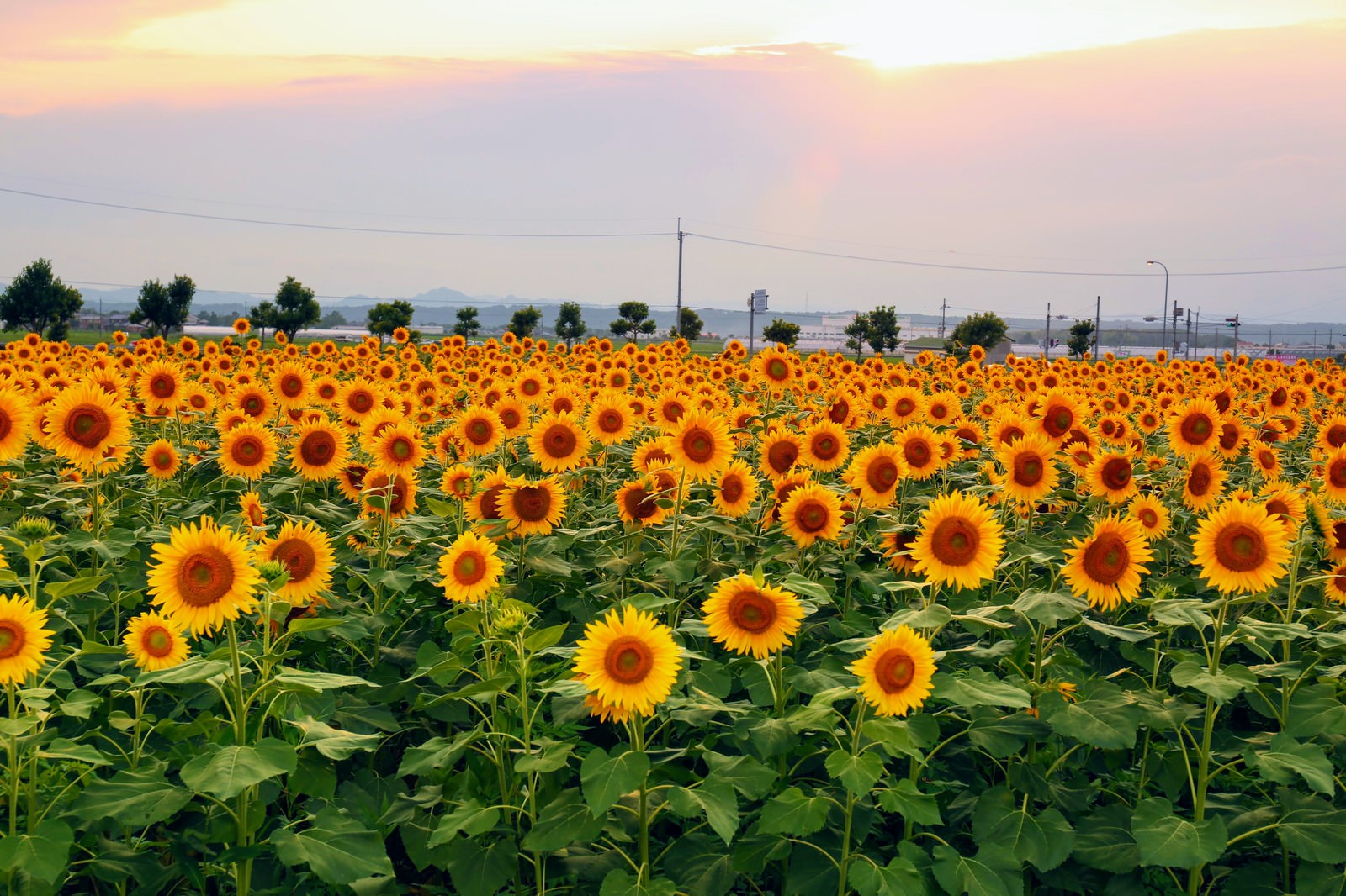 「夕焼けに染まる空と向日葵畑 | フリー素材のぱくたそ」の写真