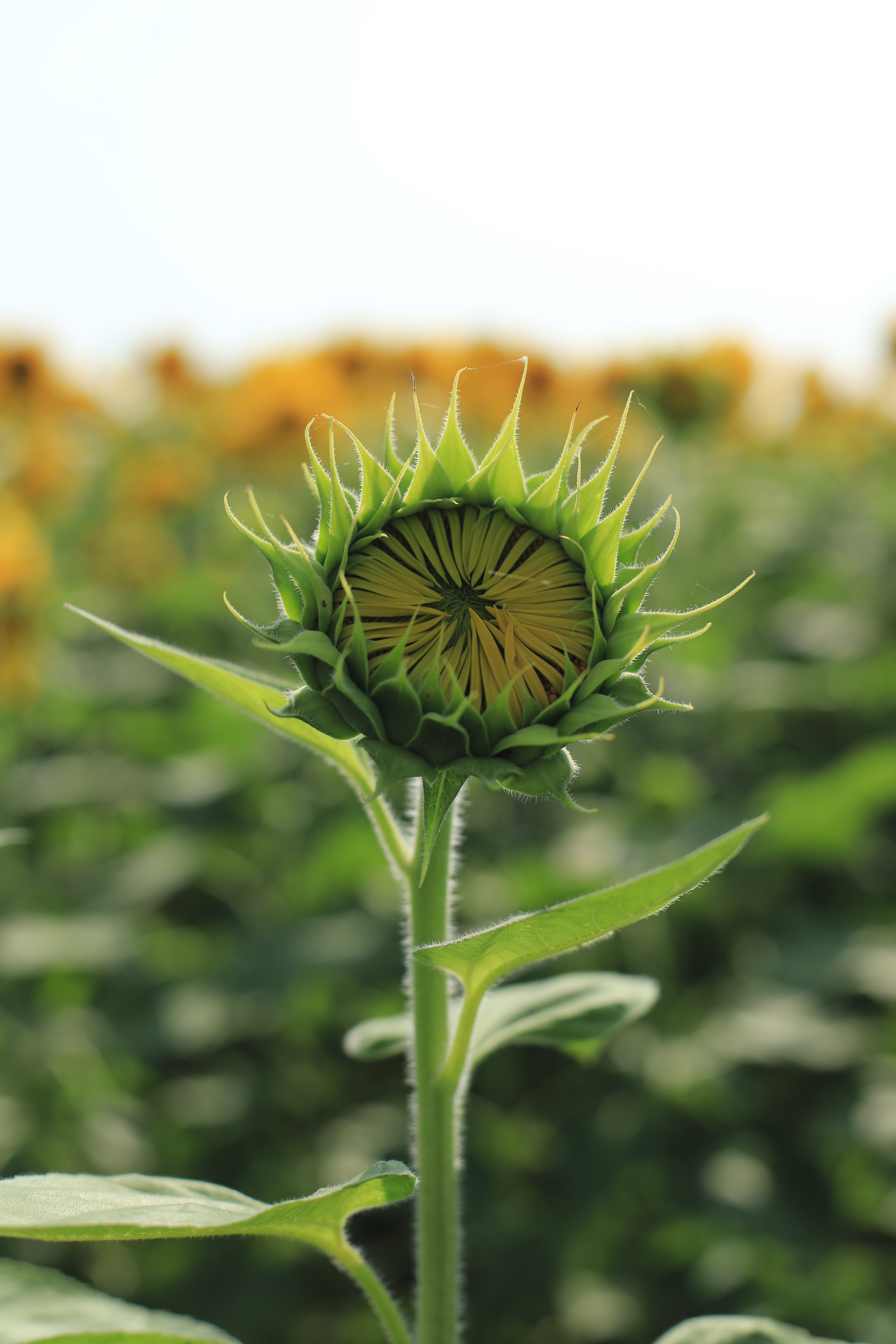 開花を待つひまわりの蕾の写真を無料ダウンロード フリー素材 ぱくたそ