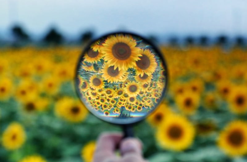 ひまわり畑を覗く虫メガネの斬新な使用方法の写真素材 ぱくたそ