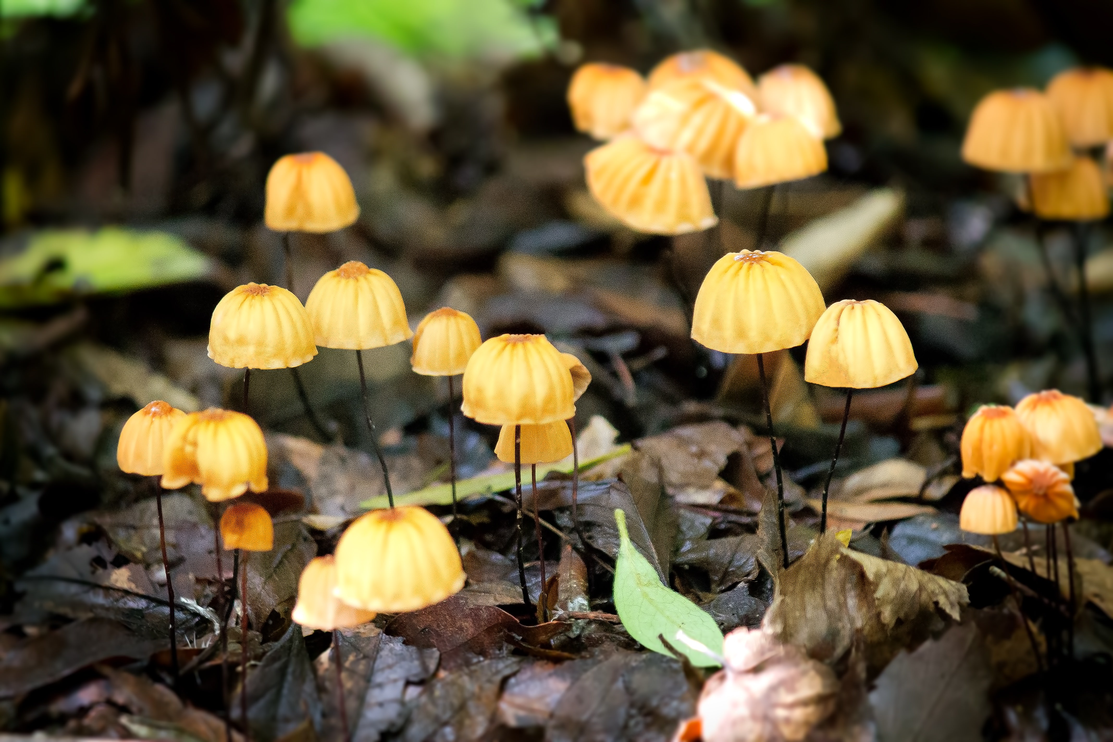 ハナオチバタケの写真を無料ダウンロード フリー素材 ぱくたそ