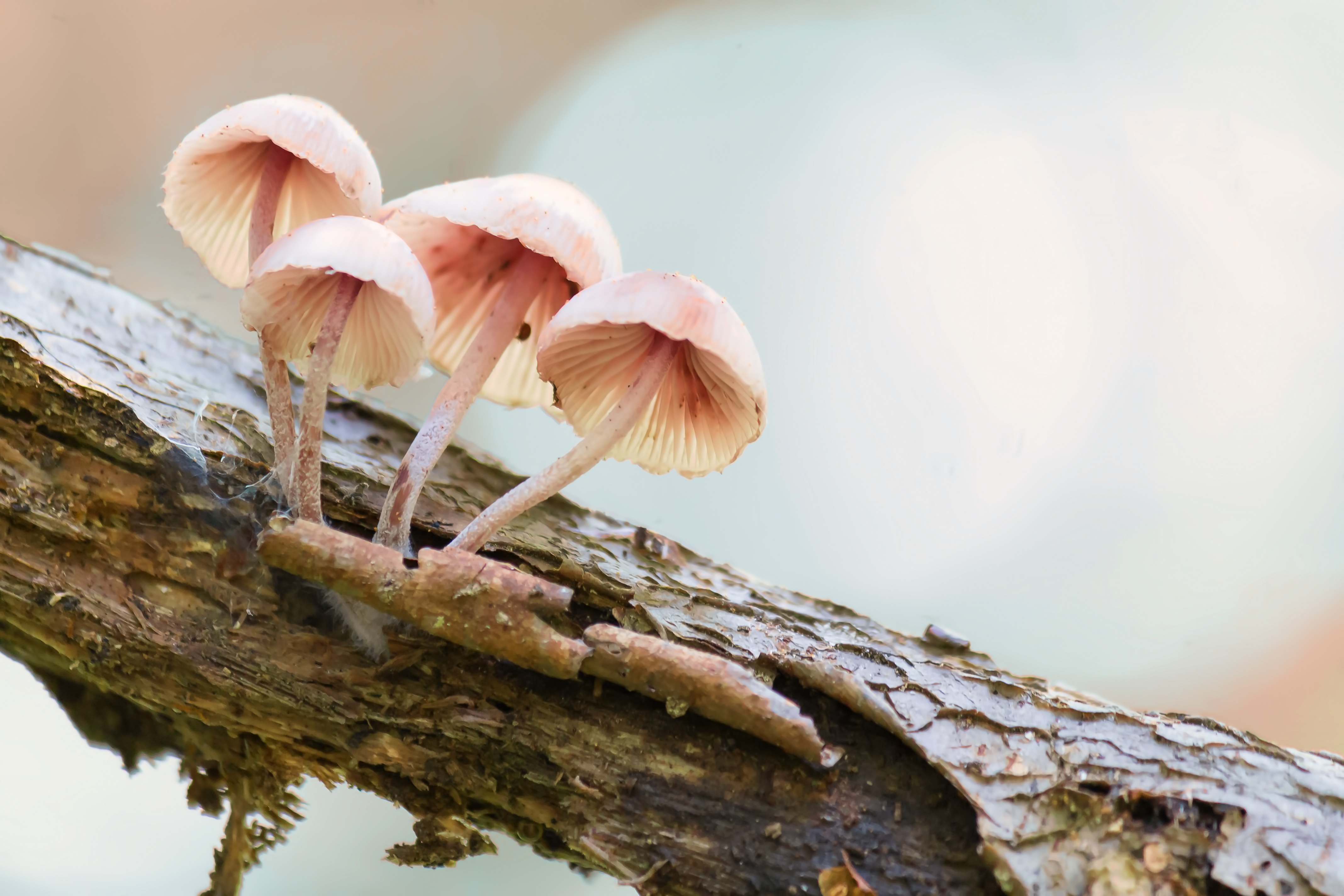 枯れ木に生えるキノコの写真を無料ダウンロード フリー素材 ぱくたそ