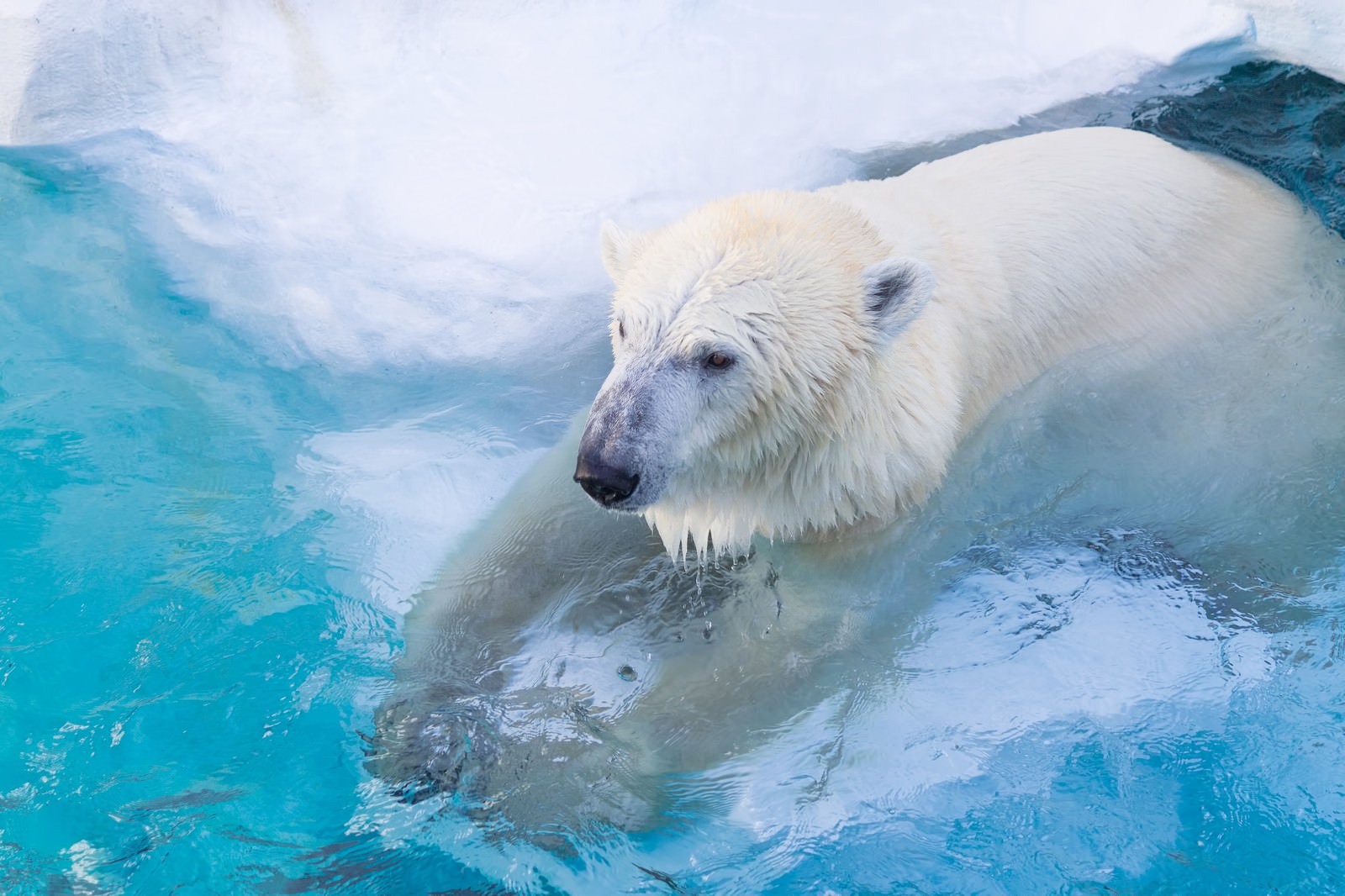 白クマ冷えてます の写真 画像 フリー素材 ぱくたそ