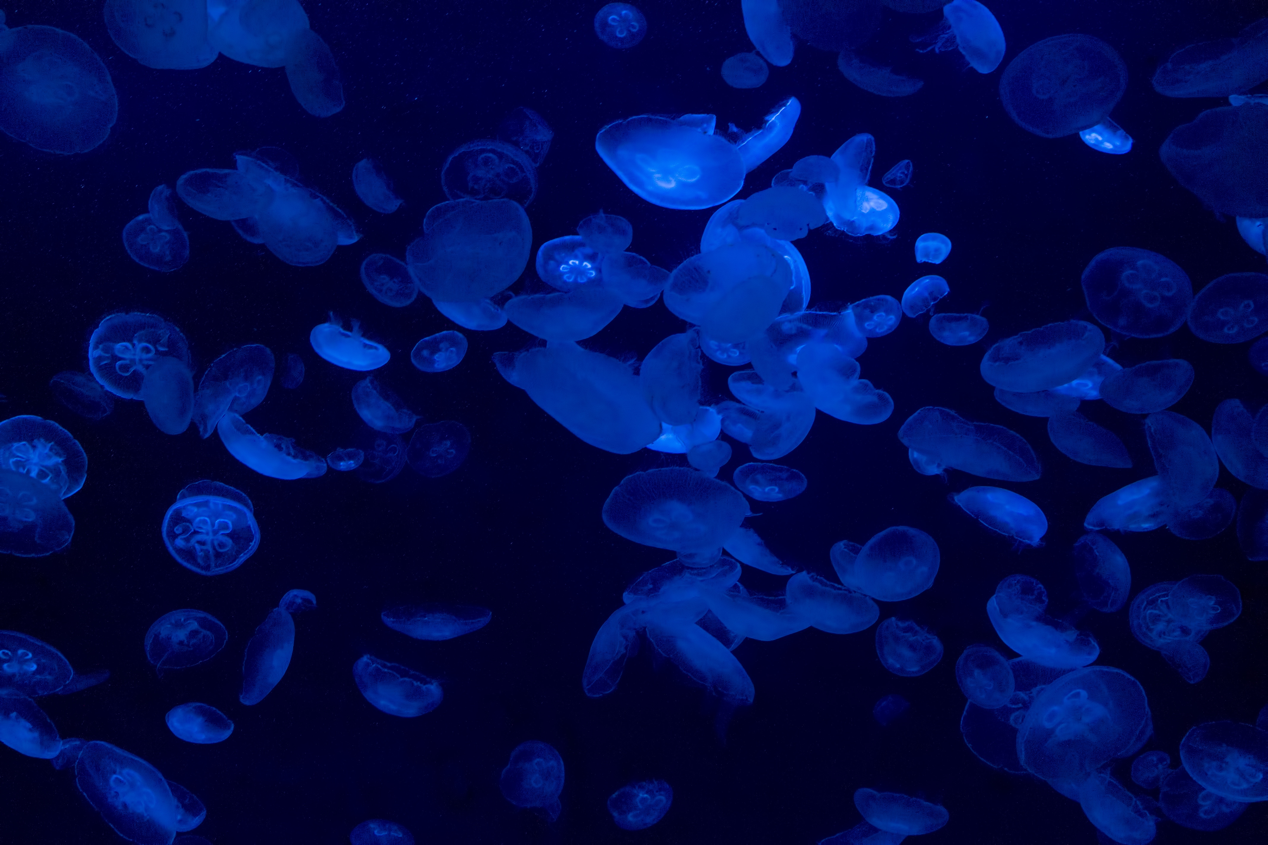 水中を漂うミズクラゲの写真素材 ぱくたそ