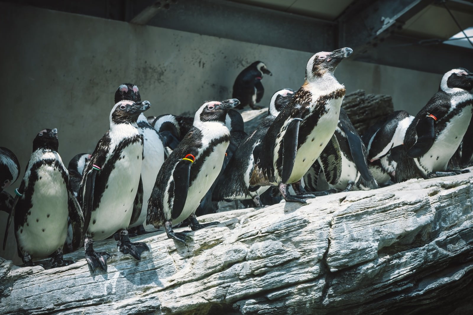 岩場のペンギンの写真 画像 フリー素材 ぱくたそ