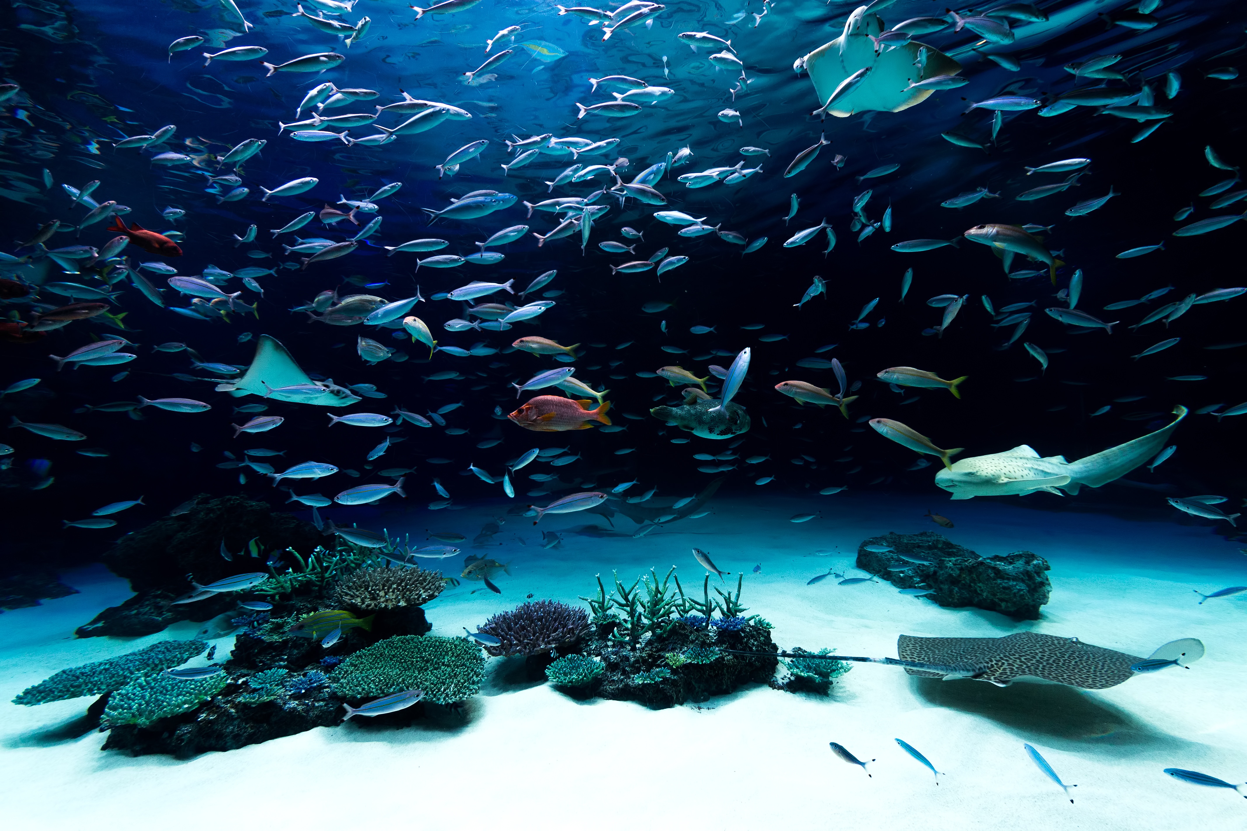 水族館- フリー素材 ぱくたそ