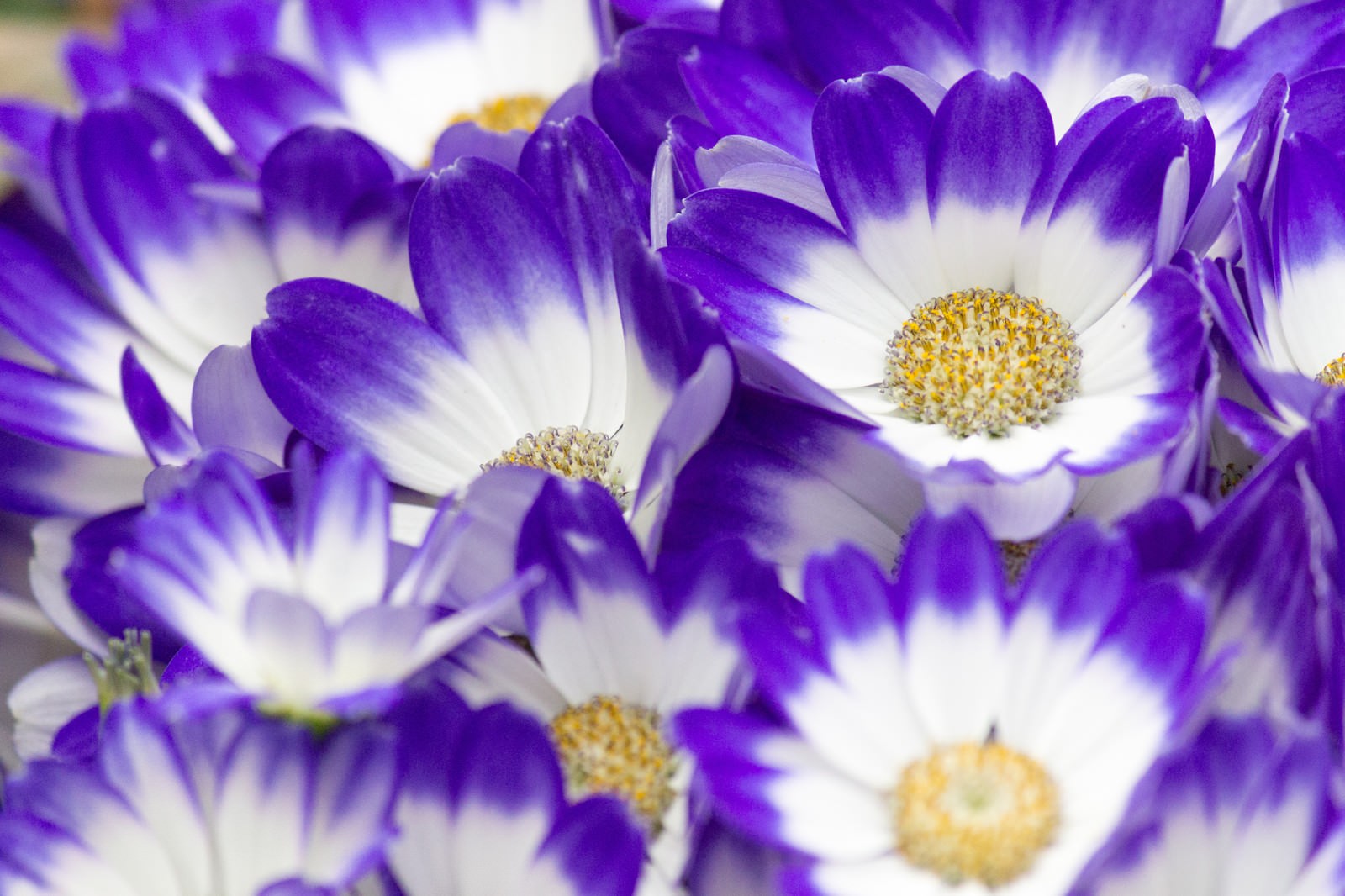 美しすぎる 花の可愛くて綺麗な高画質の画像まとめ 写真まとめサイト Pictas 美しすぎる 花の可愛くて綺麗な高画質の画像まとめ 写真まとめサイト Pictas