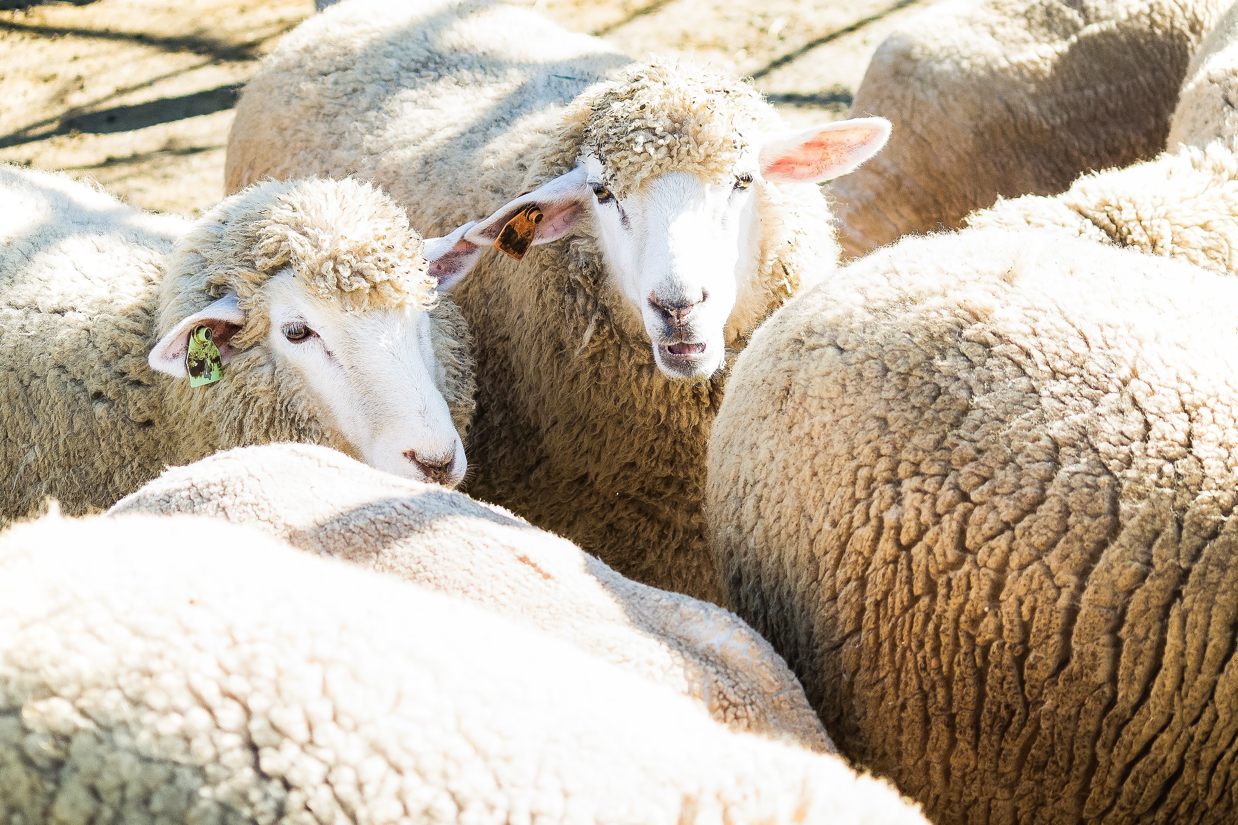 もこもこの羊の群れの写真を無料ダウンロード フリー素材 ぱくたそ