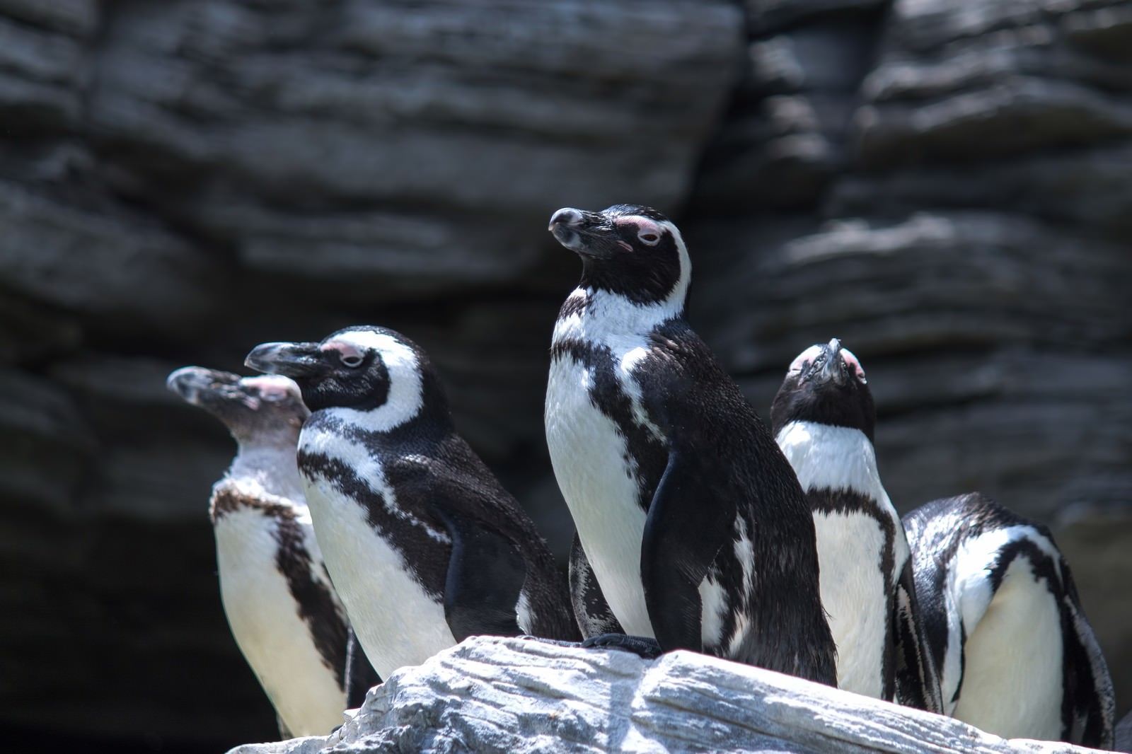 ã€Œå²©ã®ä¸Šã«æºœã¾ã‚‹ãƒšãƒ³ã‚®ãƒ³ | å†™çœŸã®ç„¡æ–™ç´ æãƒ»ãƒ•ãƒªãƒ¼ç´ æ - ã±ããŸãã€ã®å†™çœŸ