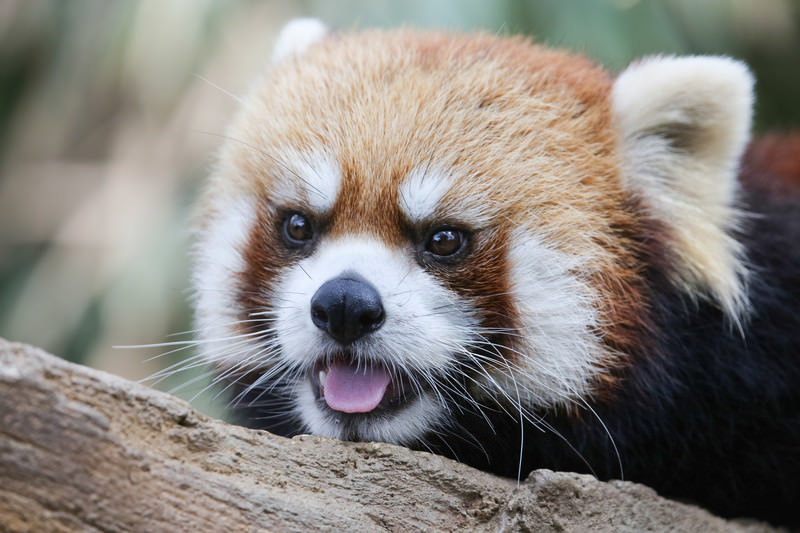 ンベー レッサーパンダ の写真を無料ダウンロード フリー素材 ぱくたそ ンベー レッサーパンダ の写真を無料ダウンロード フリー素材 ぱくたそ