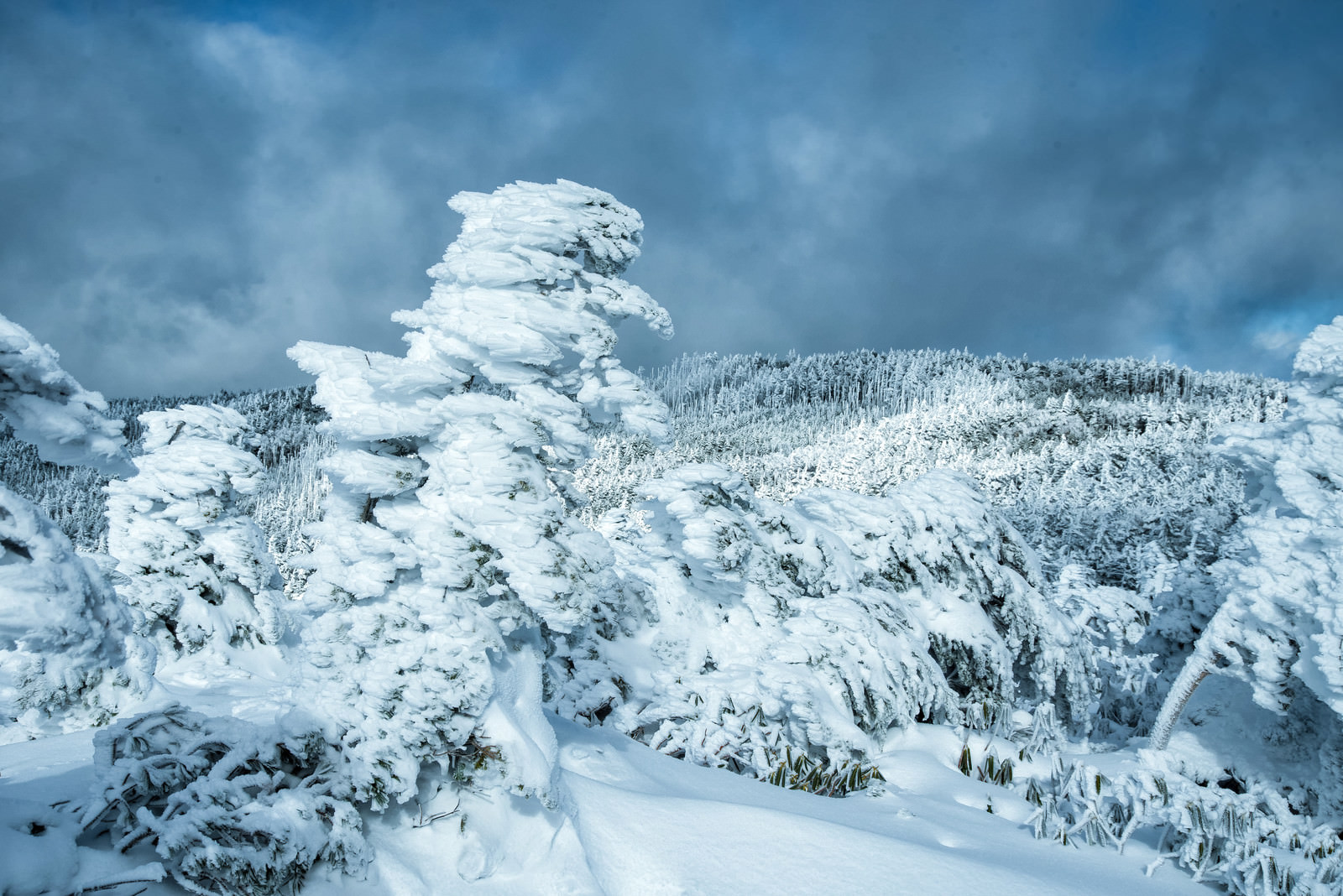 厳冬期の大きく育ったエビの尻尾 樹氷 の写真を無料ダウンロード フリー素材 ぱくたそ