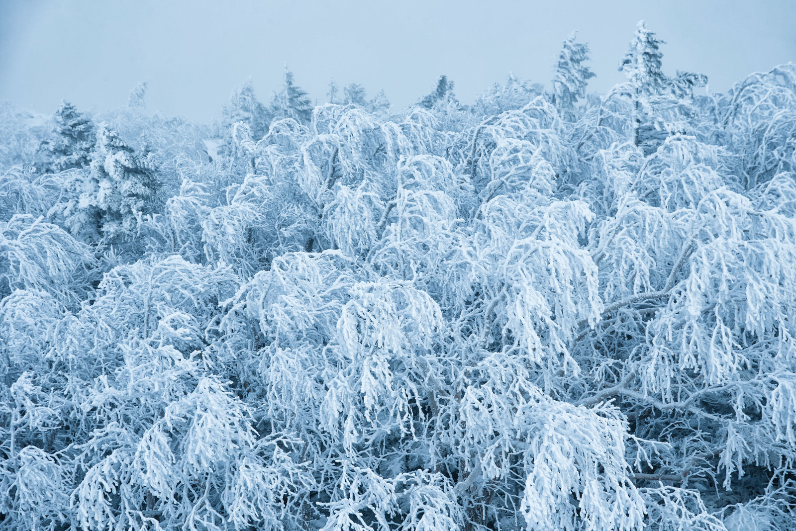 「不気味に白く凍った樹氷の枝 | フリー素材のぱくたそ」の写真