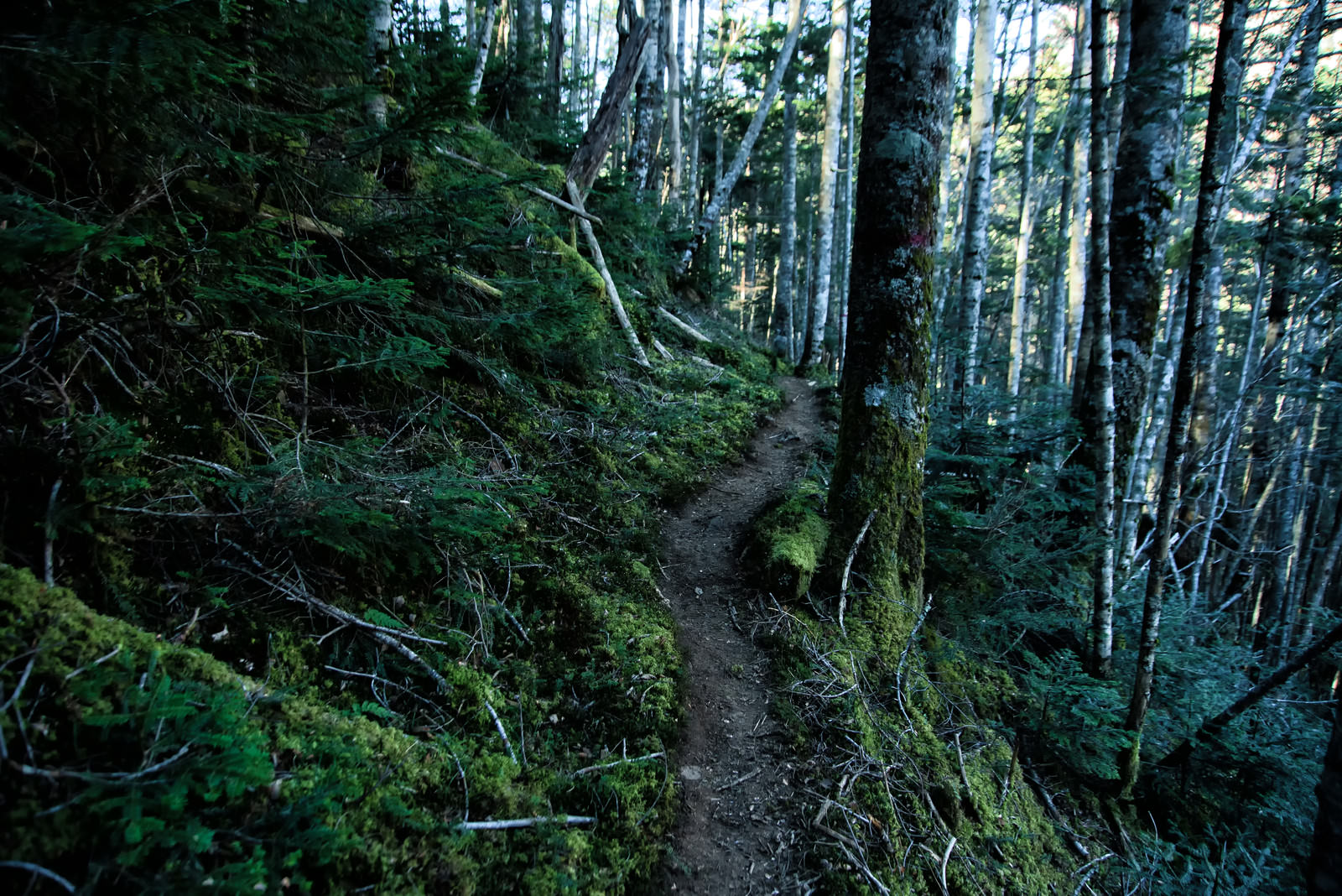 「苔生す八ヶ岳の登山道」