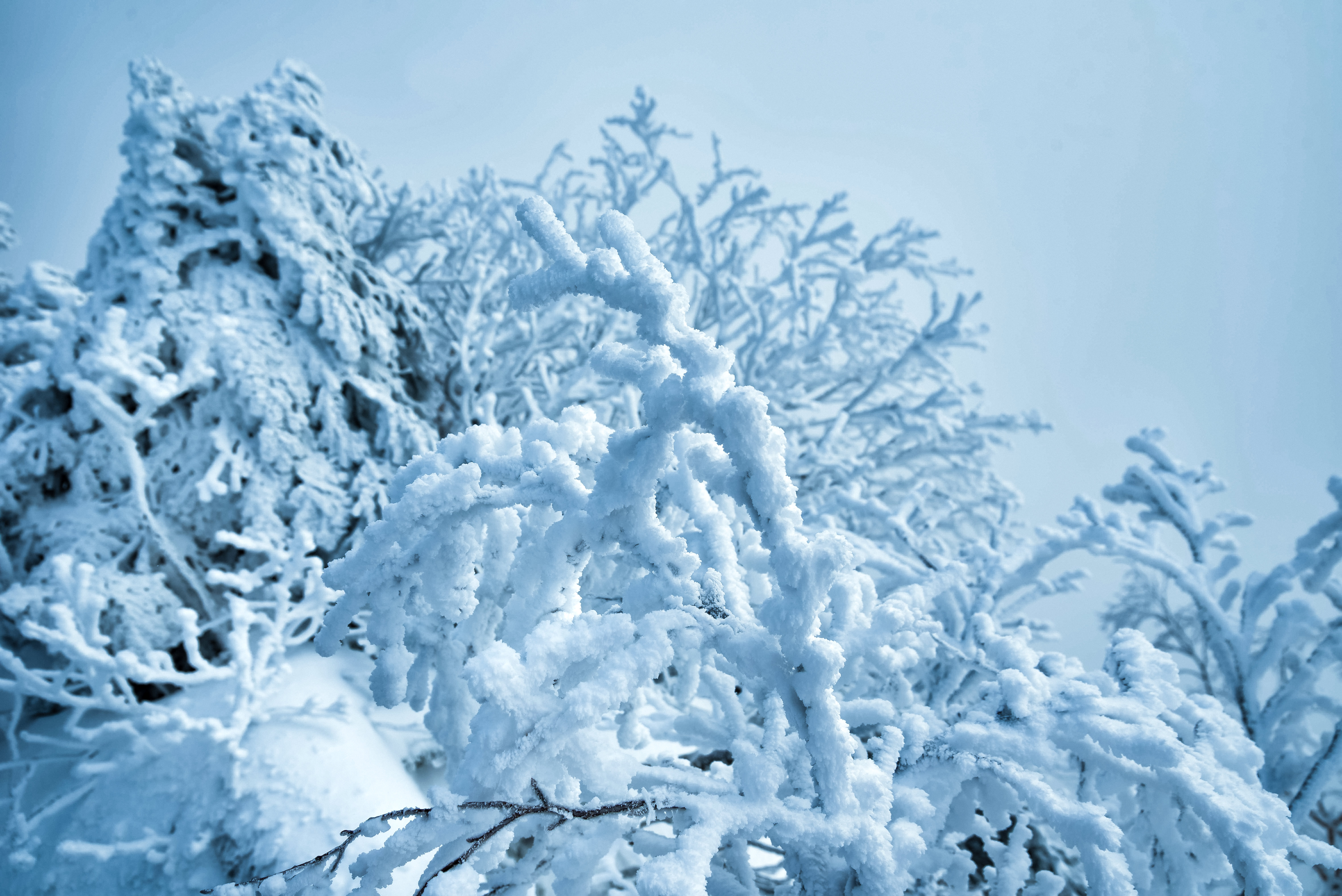 雪でモコモコになる木の枝の写真を無料ダウンロード フリー素材 ぱくたそ 雪でモコモコになる木の枝の写真を無料ダウンロード フリー素材 ぱくたそ
