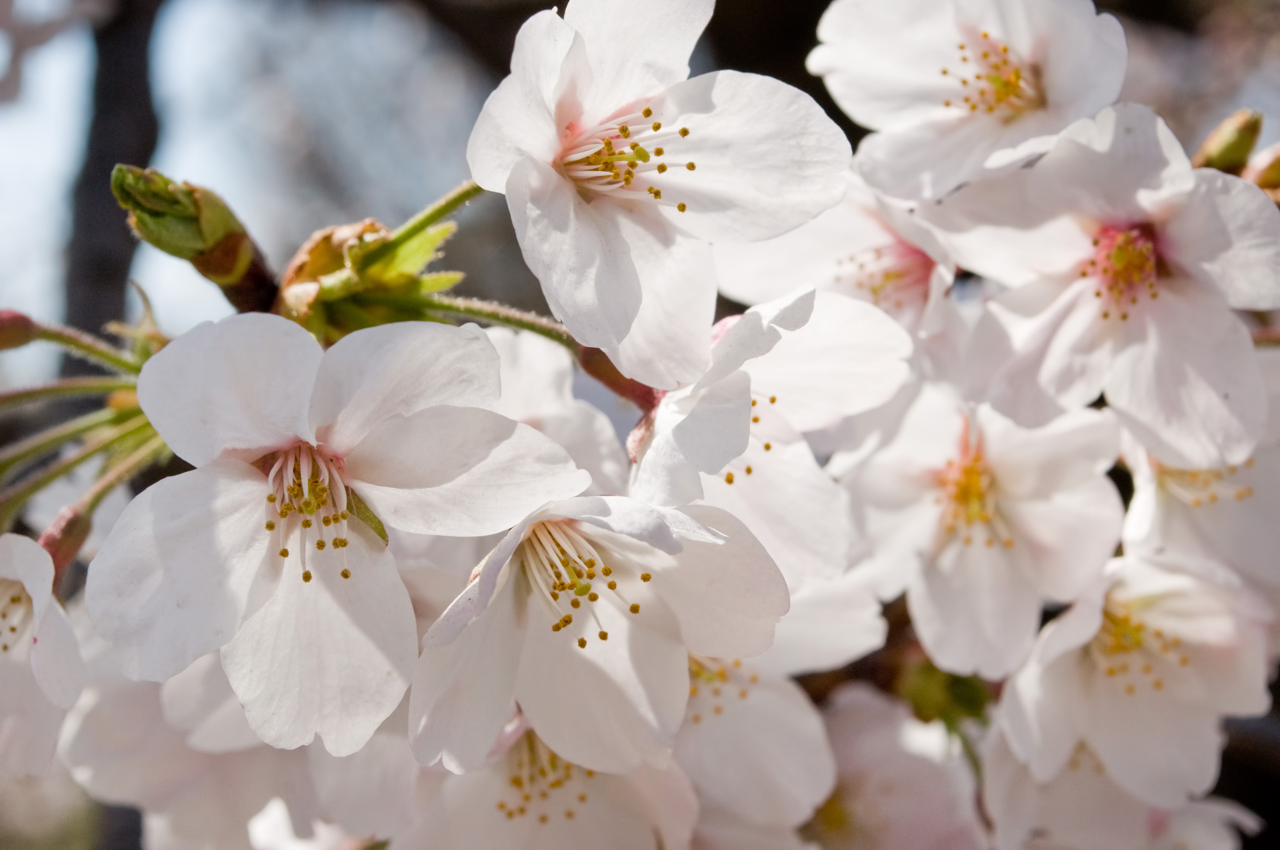 花ひらく、(桜)の写真素材 - ぱくたそ