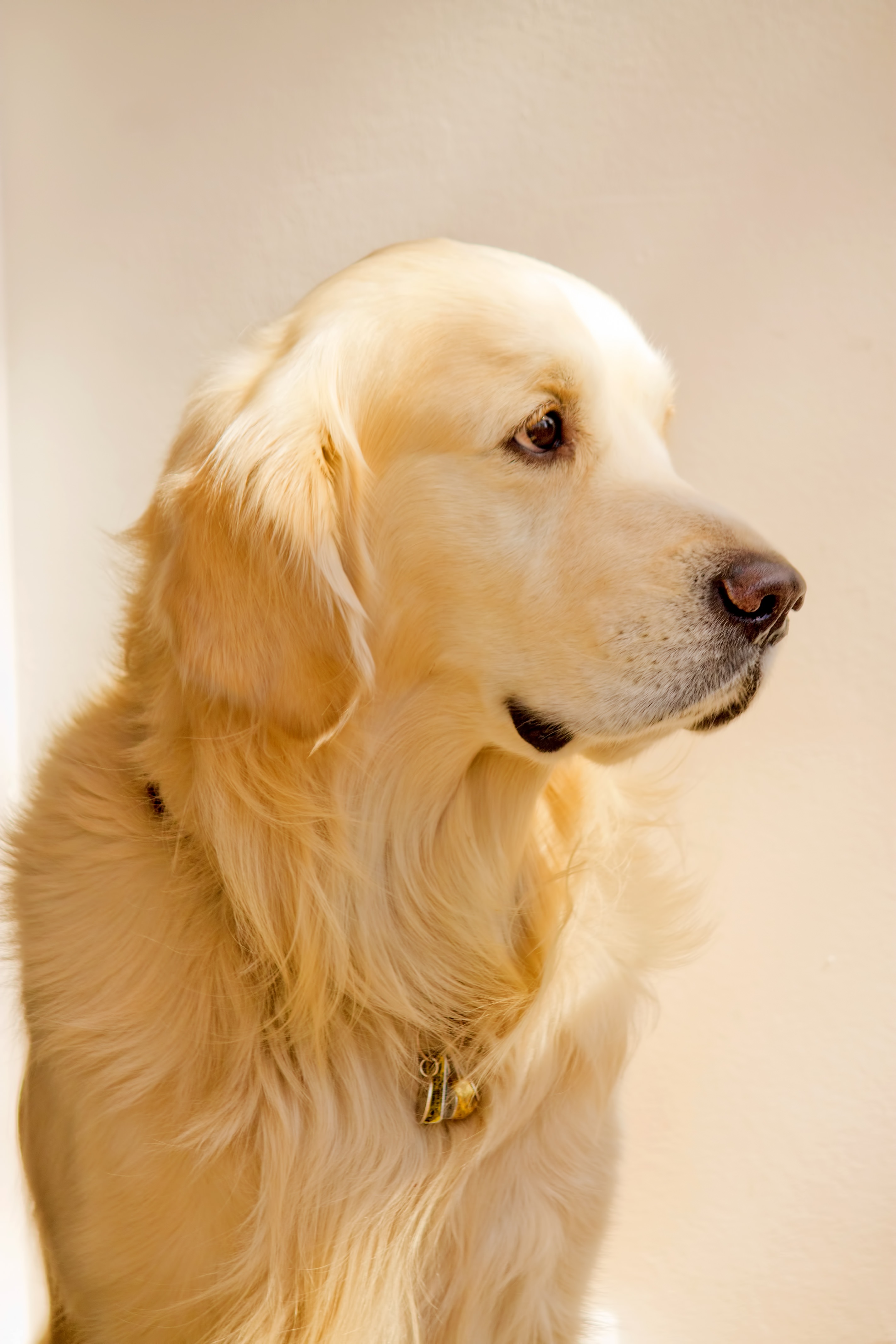 日向を見つめるレトリバーの写真素材 ぱくたそ