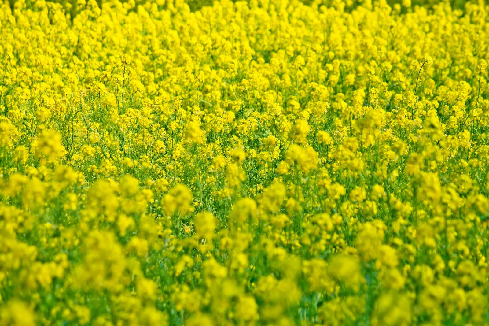 一面に広がる菜の花の写真を無料ダウンロード フリー素材 ぱくたそ