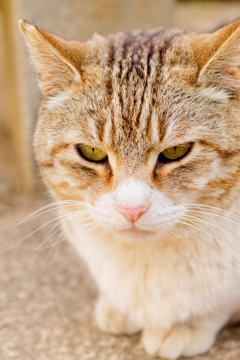 「じっとして時を待つ猫 | フリー素材のぱくたそ」の写真