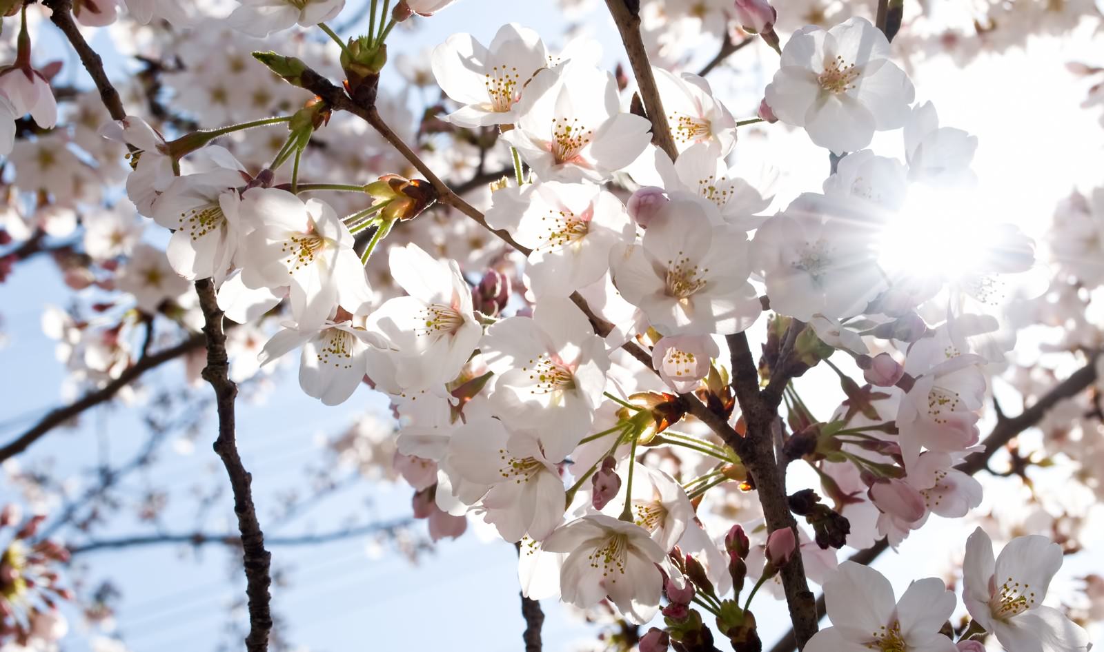 風にそよぐ 桜 の写真素材 ぱくたそ