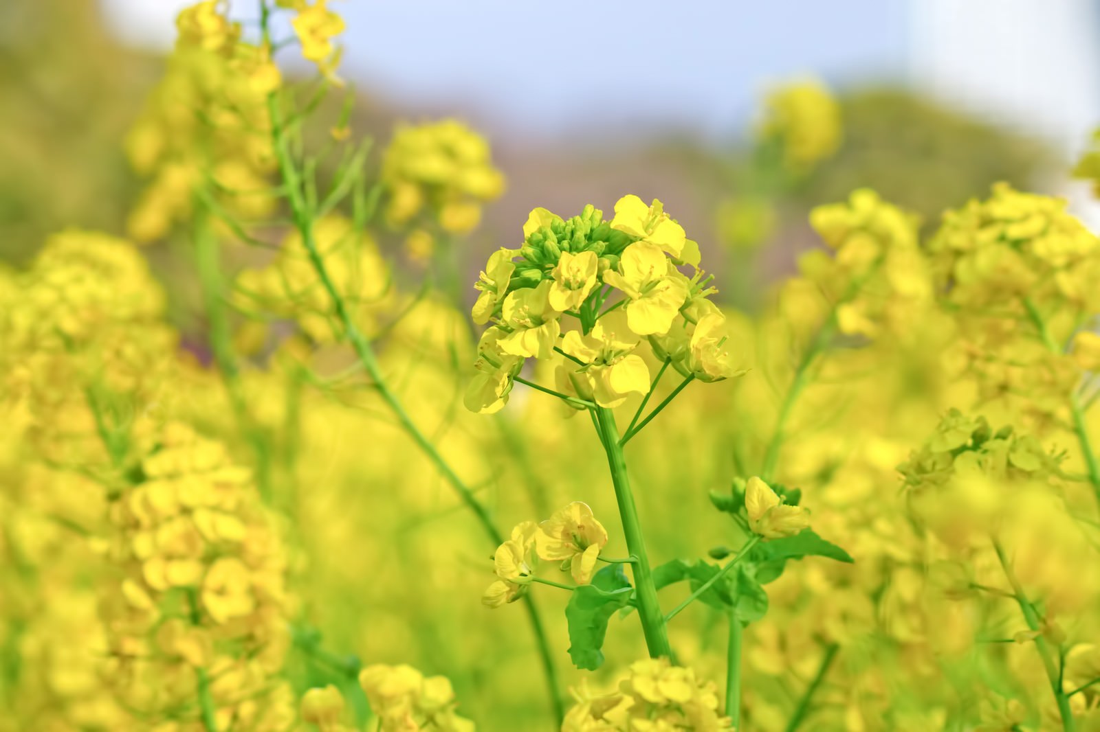 風に揺れる菜の花畑の写真を無料ダウンロード フリー素材 ぱくたそ