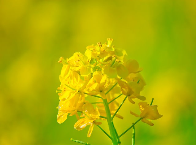 黄色い菜の花