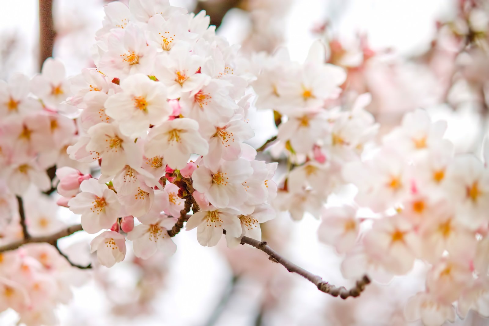「満開に近づく桜の花 | フリー素材のぱくたそ」の写真