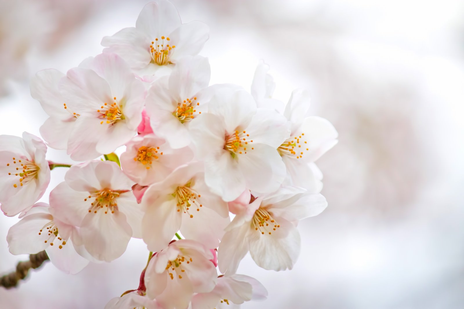 白い花びらと満開の桜の写真素材 ぱくたそ